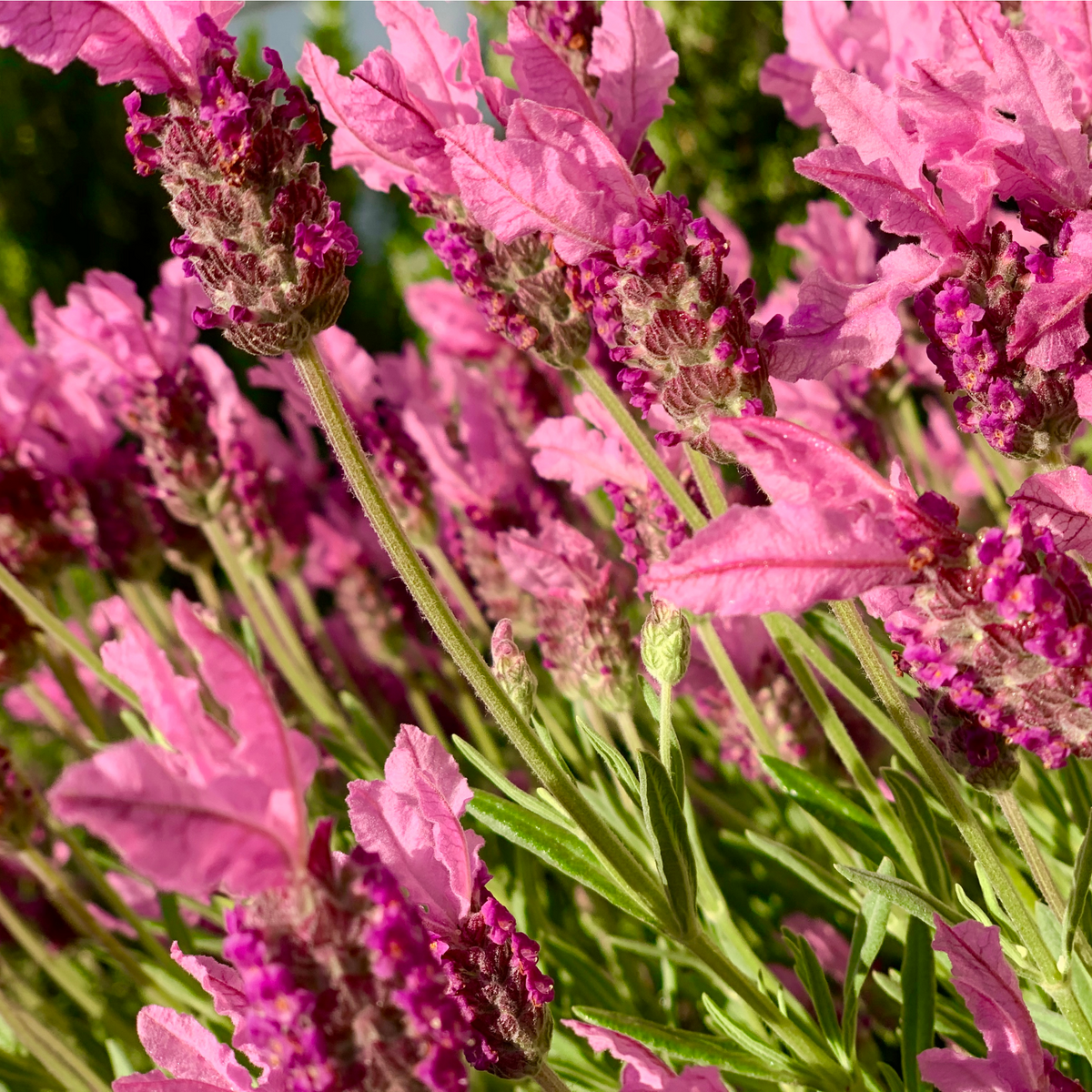 Close-up of vibrant pink and purple Lavender stoechas &#39;Javelin Rose&#39; (9cm) in bloom, with green foliage and stems, bathed in bright sunlight—this drought-tolerant perennial stands out against a blurred, green and blue background.