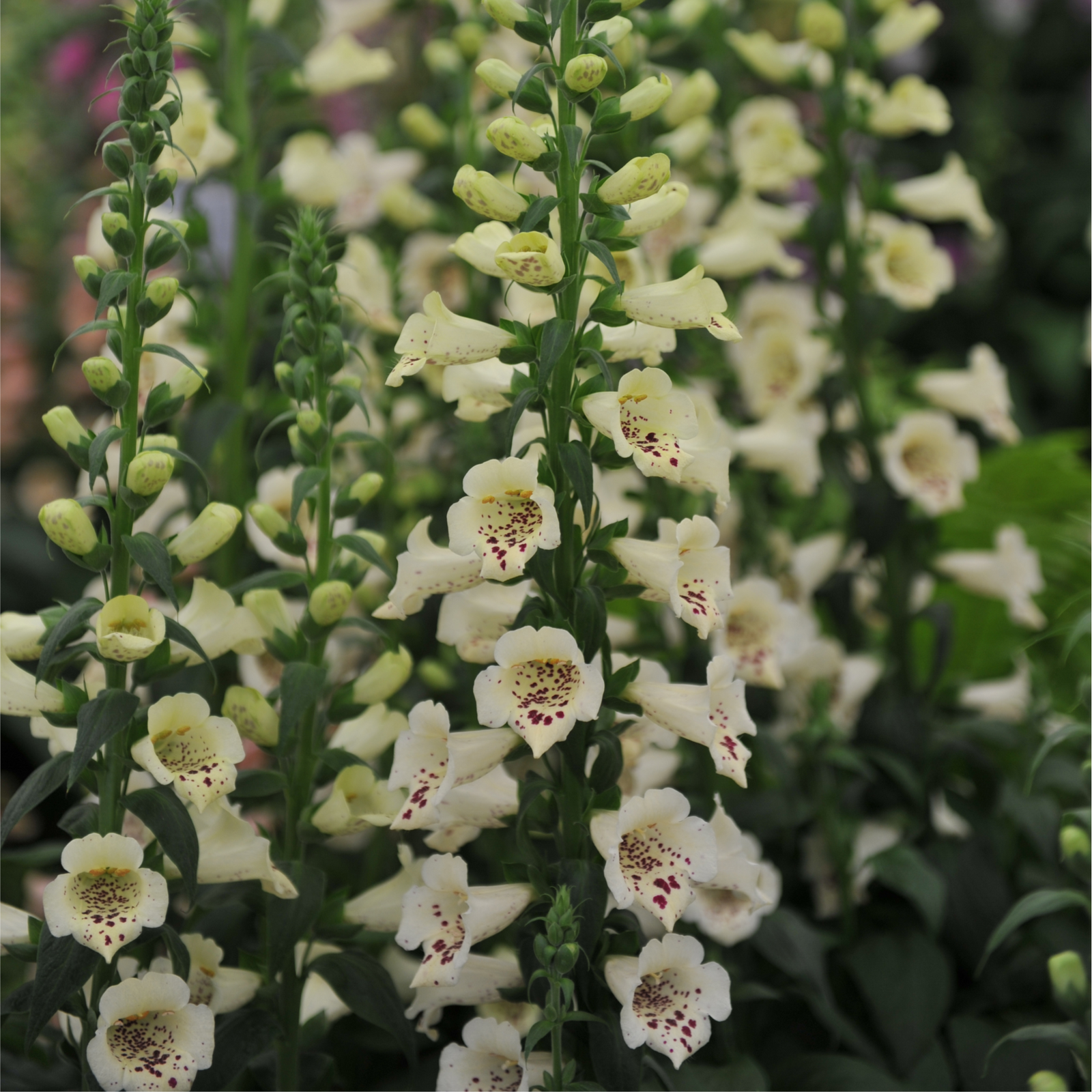 Digitalis purpurea Cream (Foxglove) 1.5L features creamy white tubular blooms with purple speckles on tall stems amid green foliage—a lovely choice for cottage gardens in sunny spots.