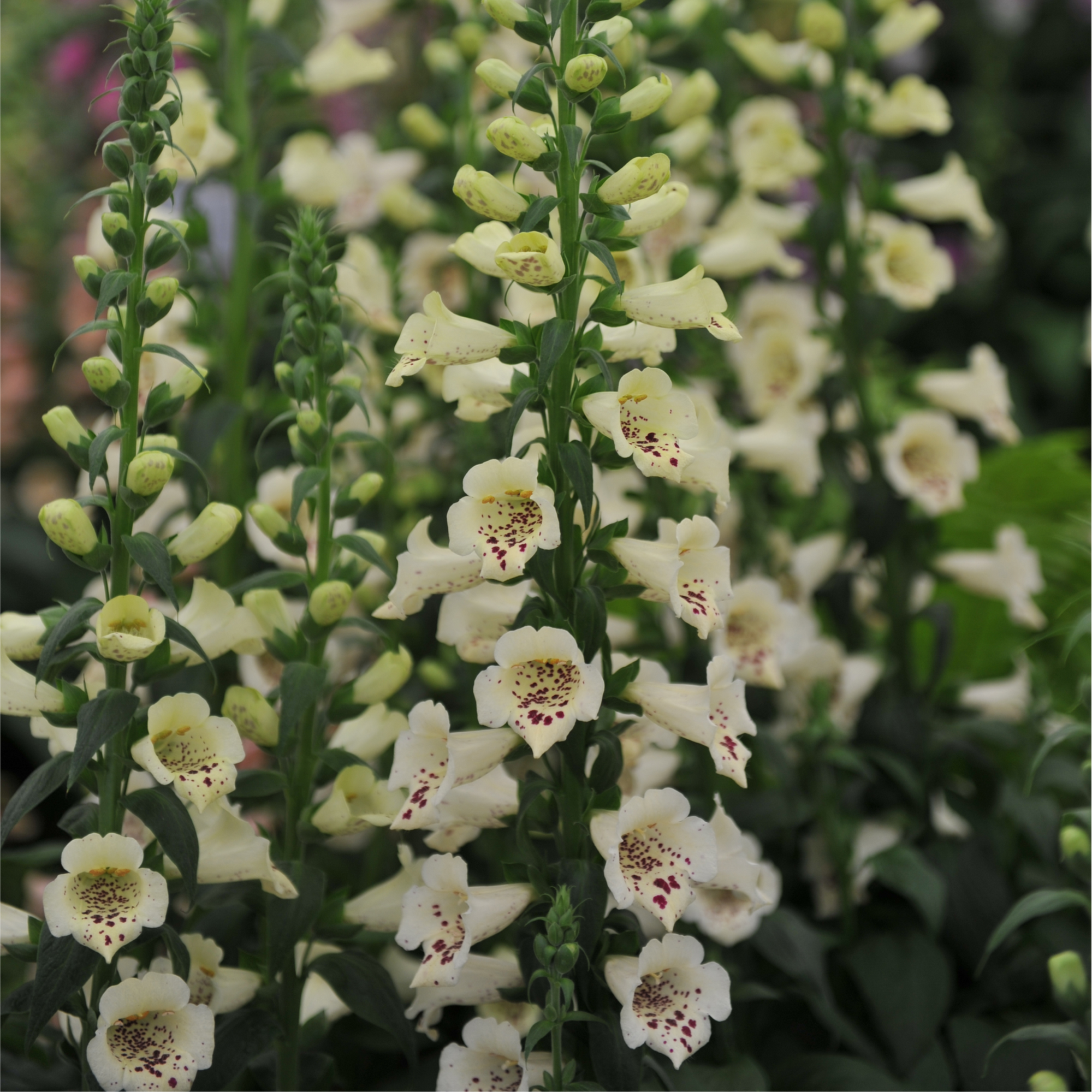 Digitalis purpurea Cream | (Foxglove) 1.5L