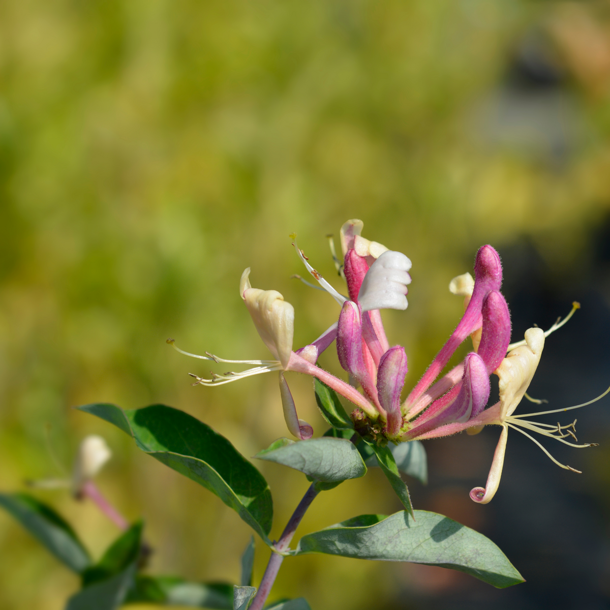 A close-up of Honeysuckle periclymenum &#39;Belgica&#39; 60-70cm, a vigorous climber with tubular pink and white blossoms and green leaves, set against a blurred green background.