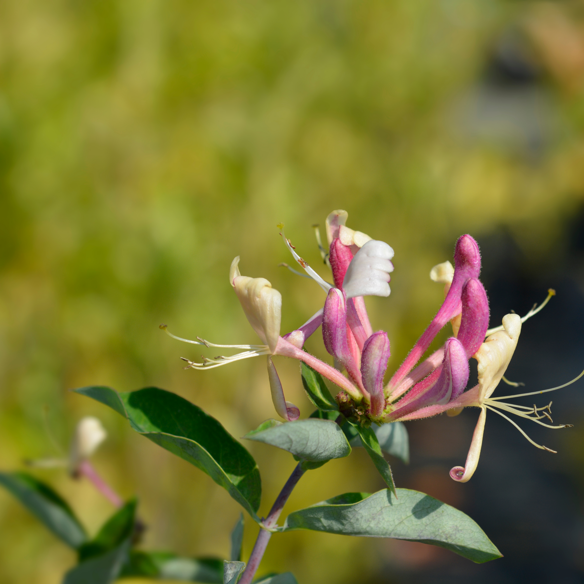 Honeysuckle periclymenum 'Belgica' 50cm