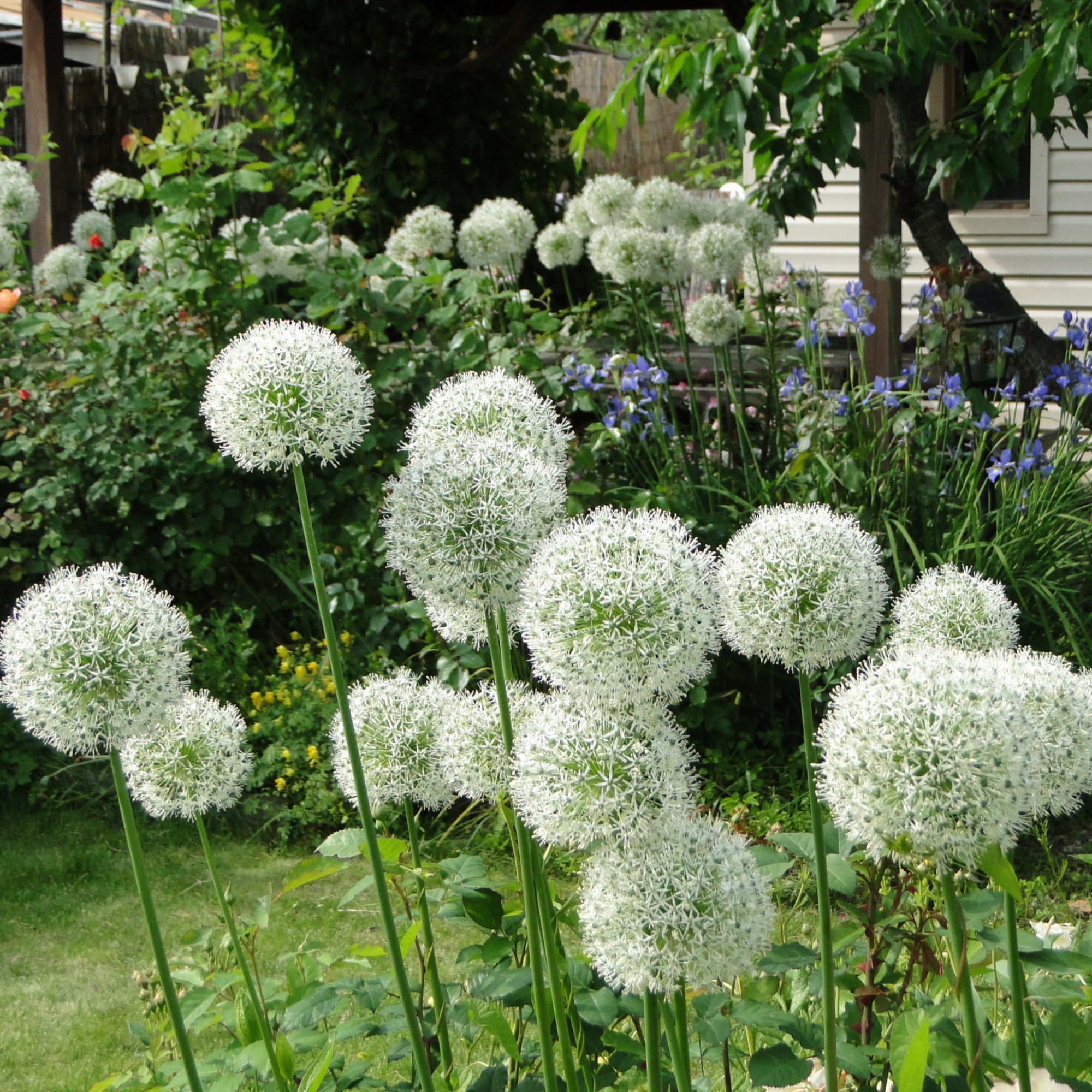 Allium 'White Giant' 2L