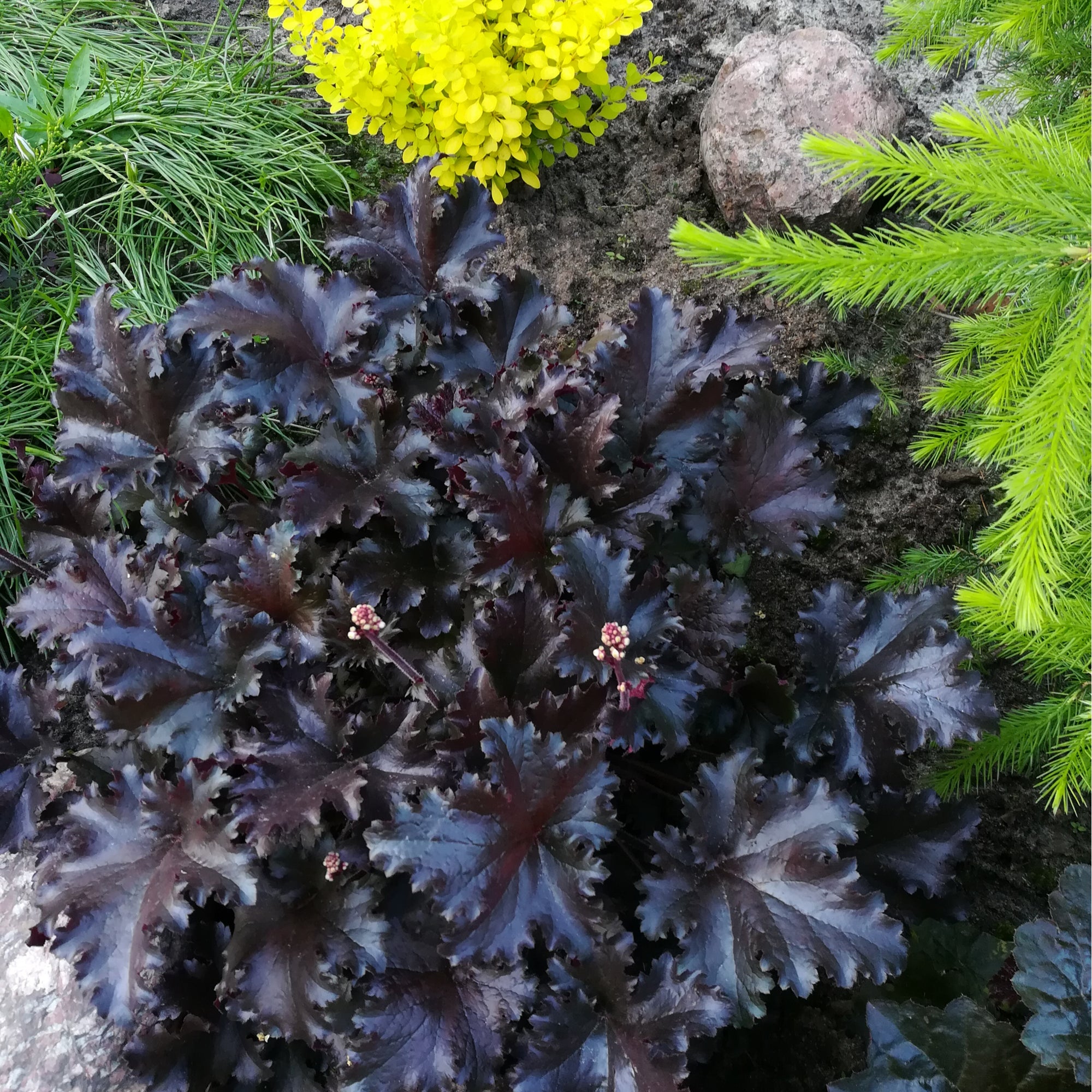 Heuchera 'Black Pearl' 2L