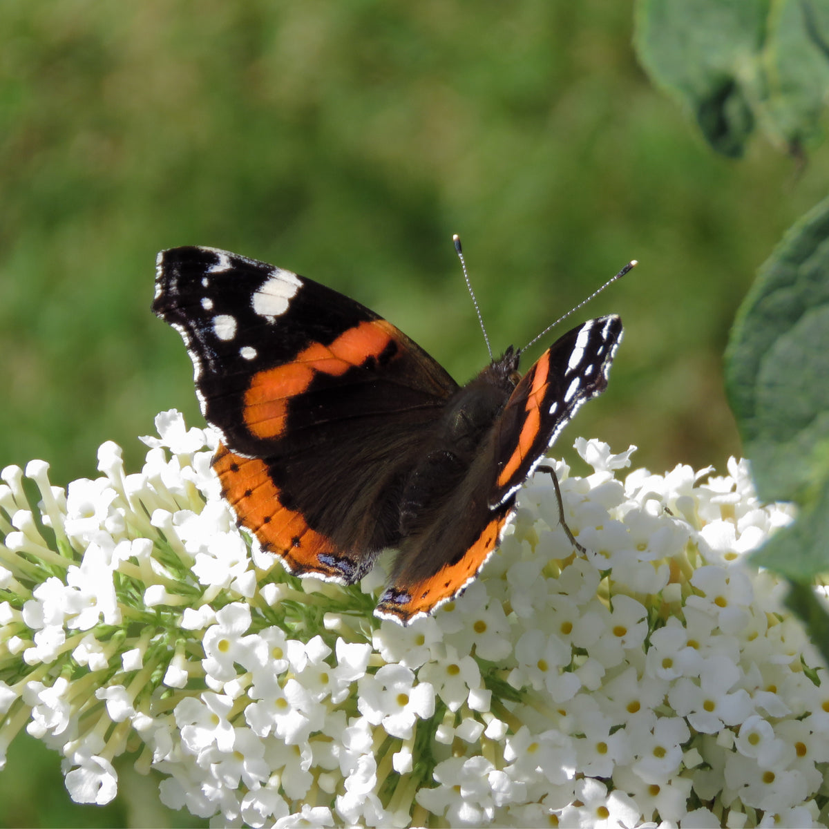 Buddleja davidii &#39;Manho White’ 1L / 2L