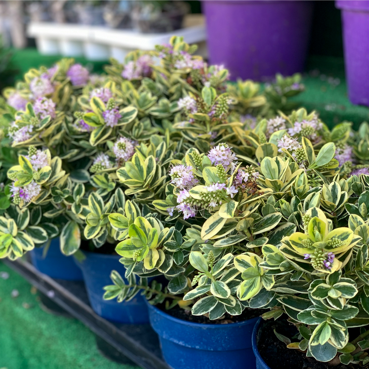 Several Variegated Hebe andersonii Katrina plants in blue and purple pots, featuring cream-edged leaves and small light purple flower spikes, are arranged on a green surface. These low maintenance plants are available in 1L or 5L sizes.
