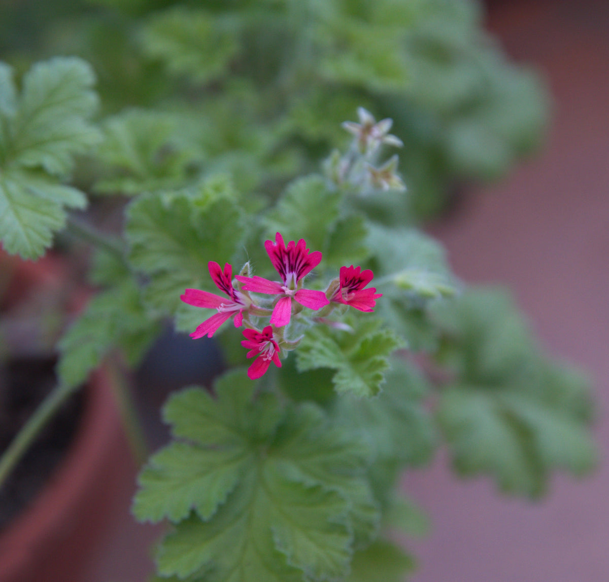 Close-up of Scented Pelargonium &#39;Odorata Hazelnut&#39; in a 1.5L pot, showing vibrant pink five-petaled flowers and green serrated leaves. This half hardy annual adds beauty to patio containers and is perfect for outdoor displays.