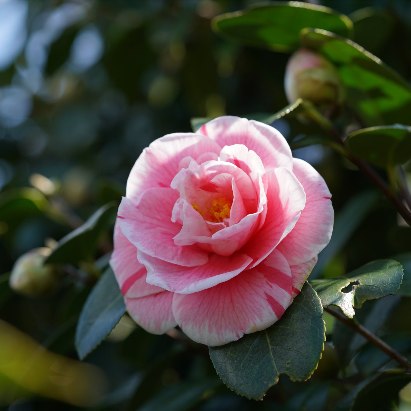 A close-up of Camellia japonica 'Kick off' 60cm in bloom, showcasing soft pink flowers and glossy dark green foliage, with sunlight highlighting the delicate petals and flower buds.