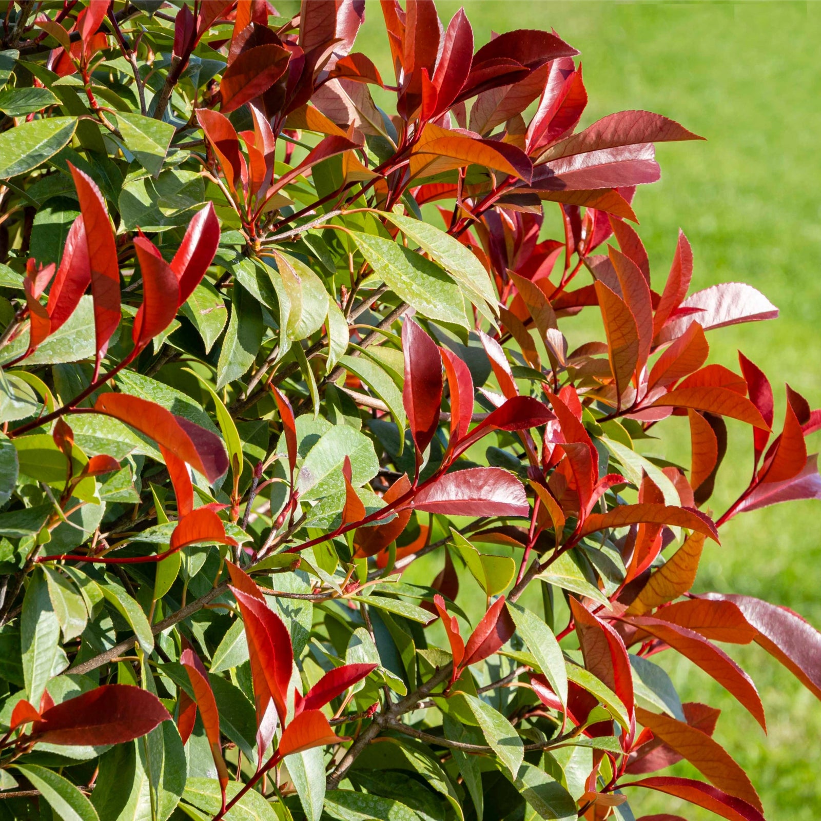 A smiling man in a black shirt holds a Photinia x fraseri 'Red Robin' 2L (60cm), an evergreen shrub with red-tipped leaves, standing by a corrugated metal fence and wooden beam under a partly cloudy sky.