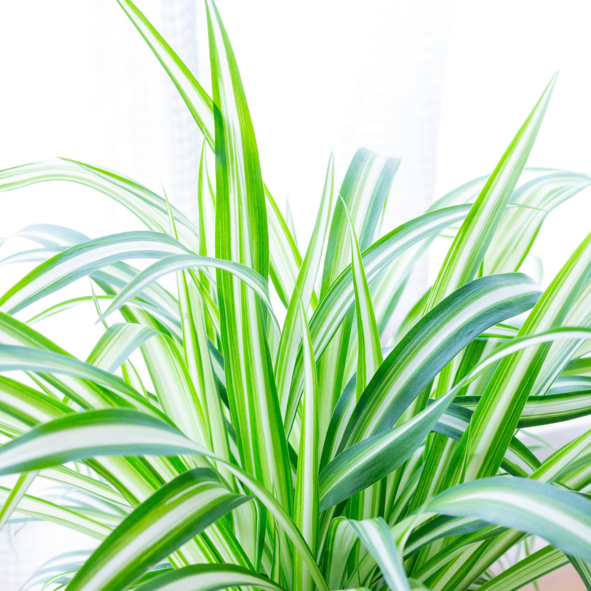 A close-up of the Chlorophytum variagata (Spider Plant) 25-30cm, known for its air purifying qualities, with long green leaves and white stripes, set against a softly blurred, bright background.