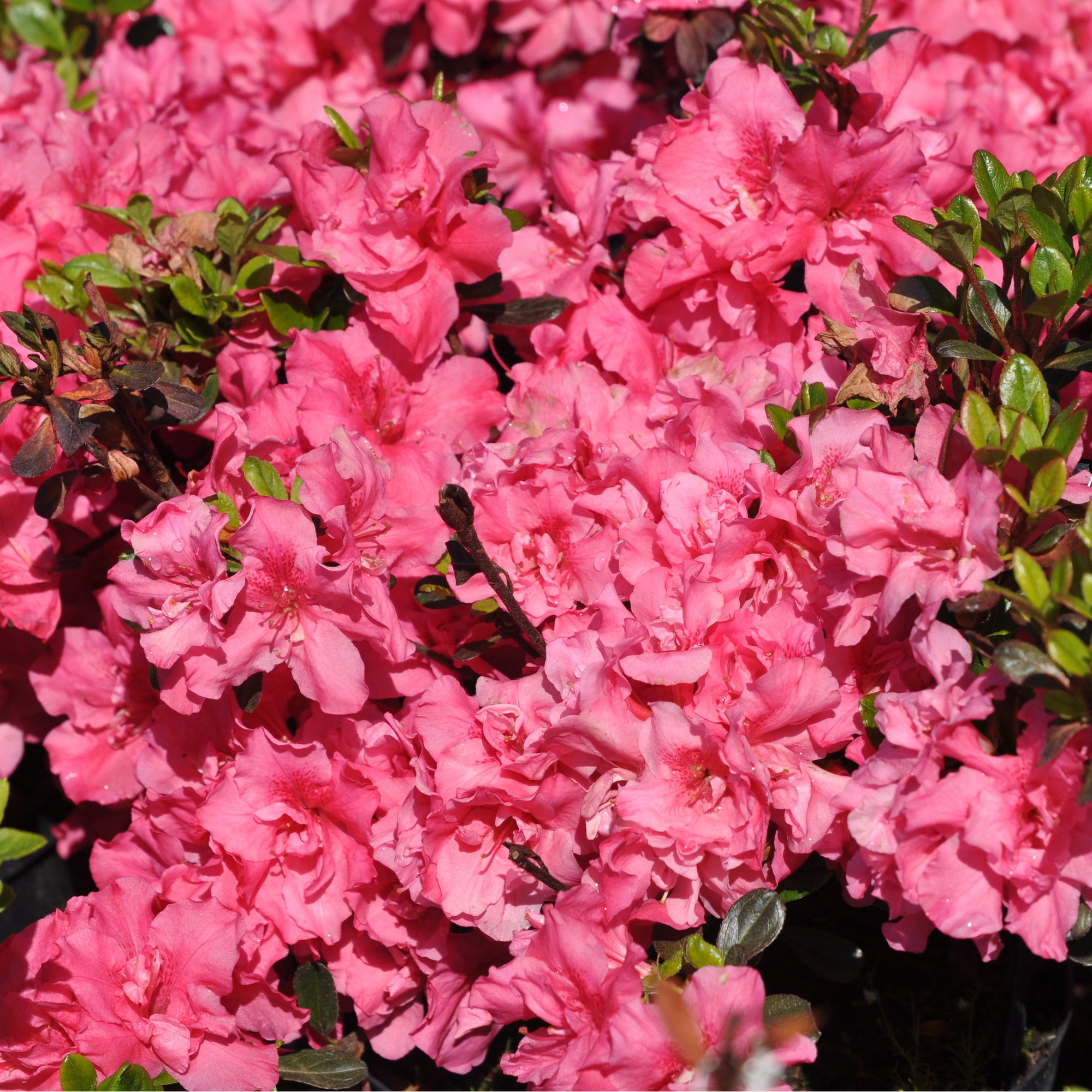 Azalea 'Rokoko' 1L