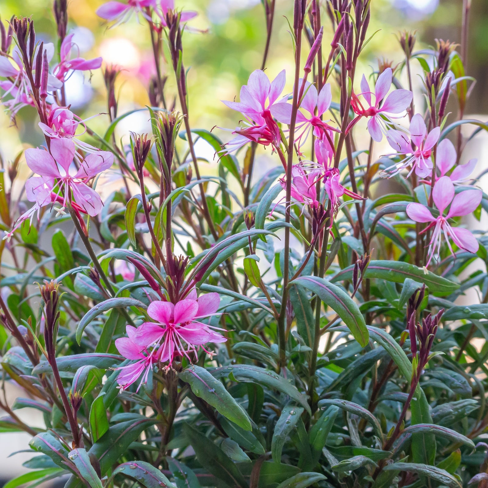 Close-up of Gaura 'Siskiyou Pink' (9cm), showcasing its delicate pink blooms with long, slender petals and stems, set against a soft-focus green and pink backdrop for a dreamy, light-filled atmosphere.