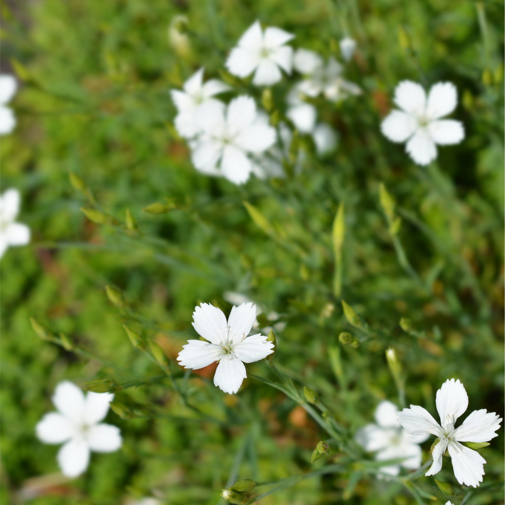 Dianthus deltoides 'Albus' 1L