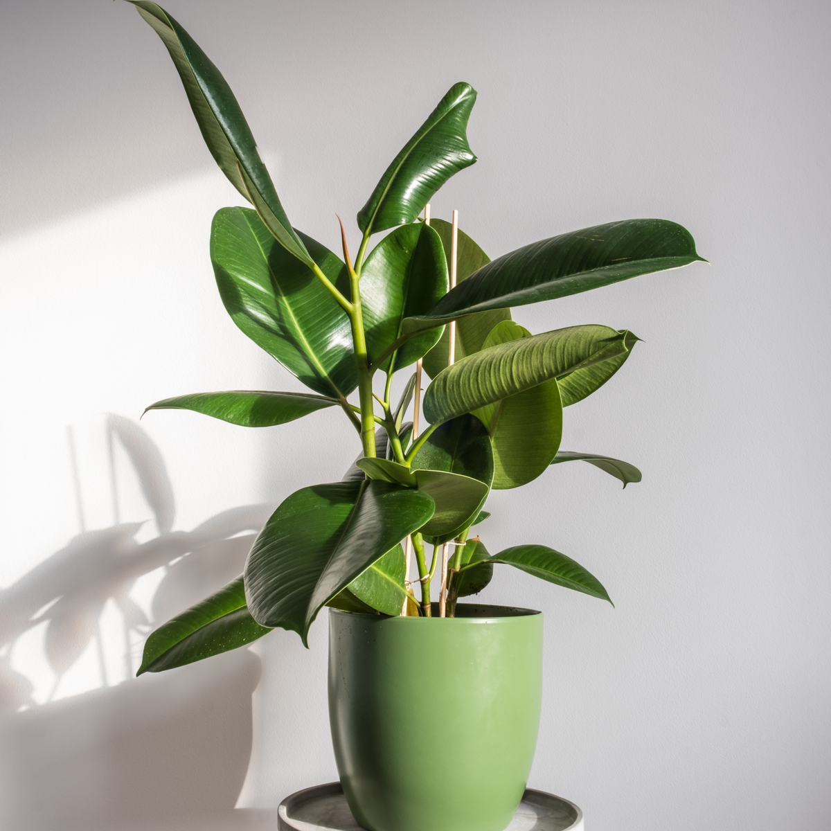 Ficus elastica Robusta (Rubber Fig) 30-40cm