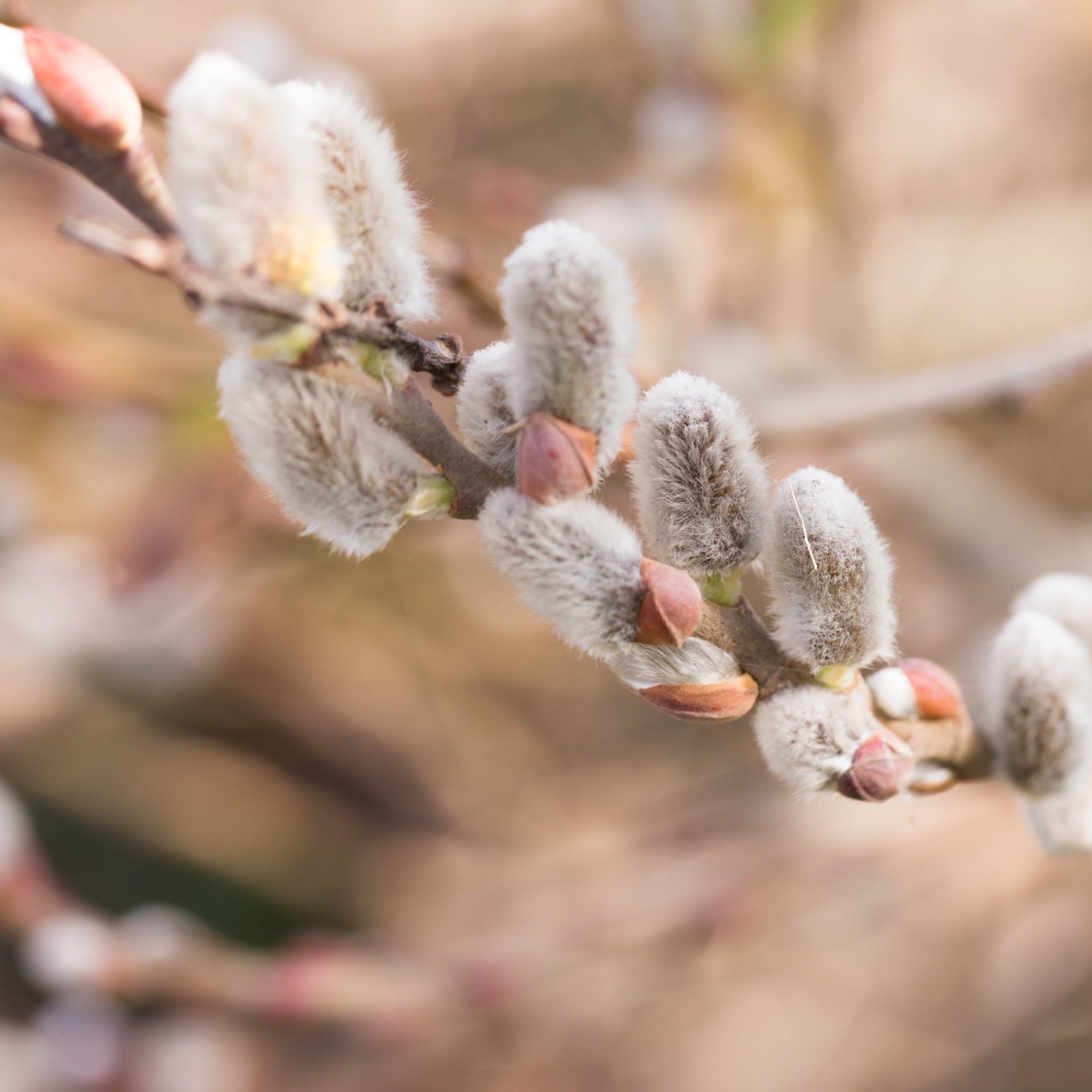 Salix 'Kilmarnock' Weeping Willow Standard 1m