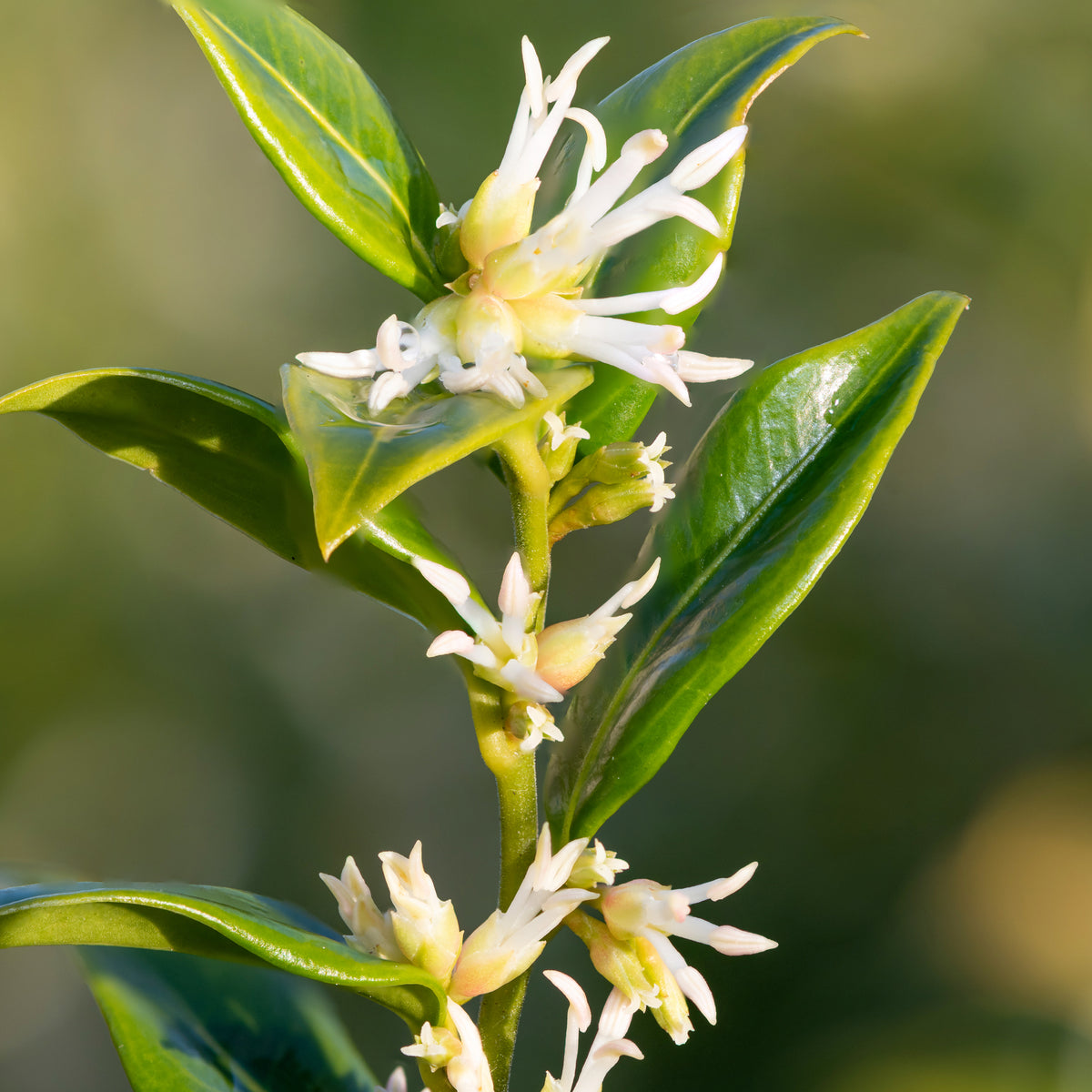 Sarcococca confusa 9cm/1L/2L