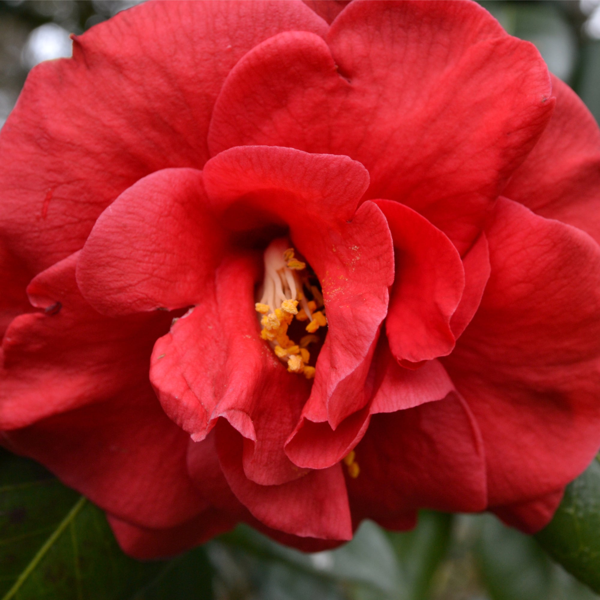 Camellia japonica 'Adolphe Audusson' 3L (70cm Tall)