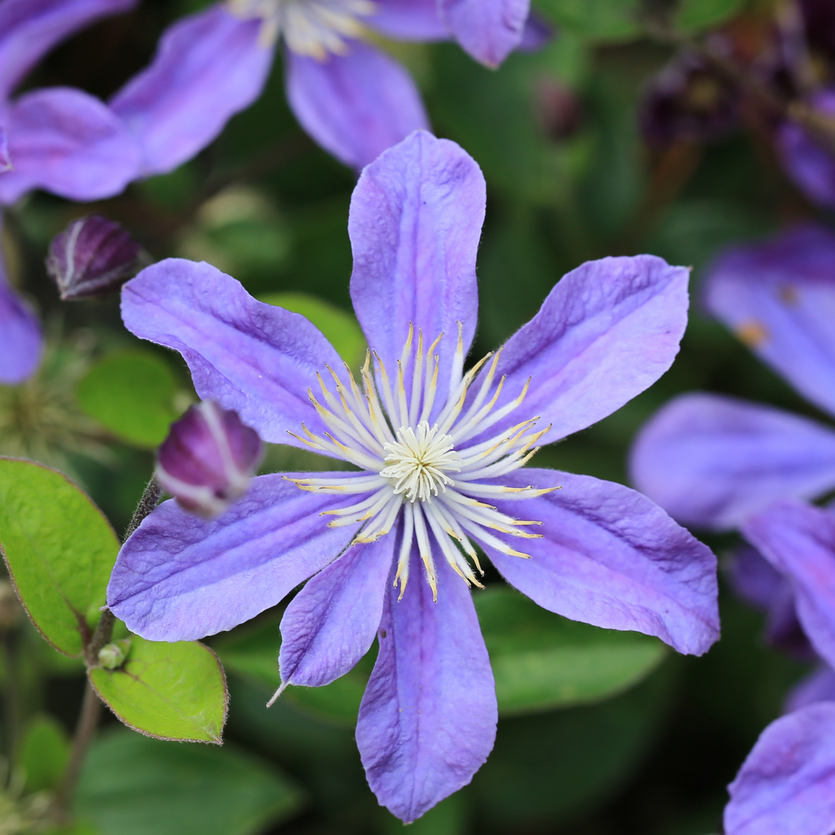 Close-up of Clematis &#39;Arabella&#39;, showing six purple petals and a cluster of pale yellow stamens at the center, surrounded by green leaves with partially visible blue-flowering clematis in the background.