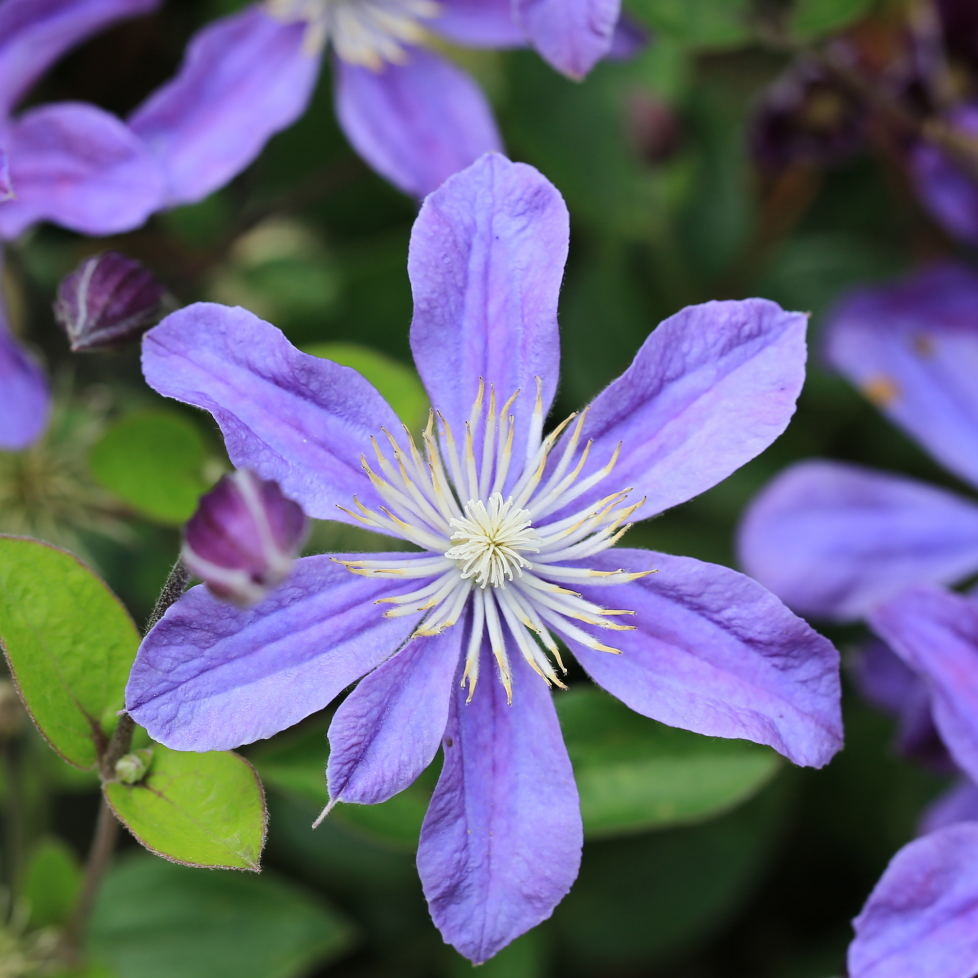 Clematis 'Arabella'