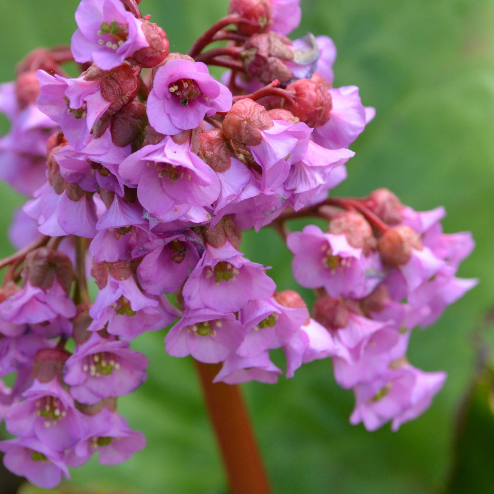 A smiling man in a black jacket holds Bergenia cordifolia 'Purpurea' (Elephant’s Ears) - Two sizes available, an evergreen with broad green leaves and pink blooms, standing in a garden center surrounded by lush groundcover and plants.