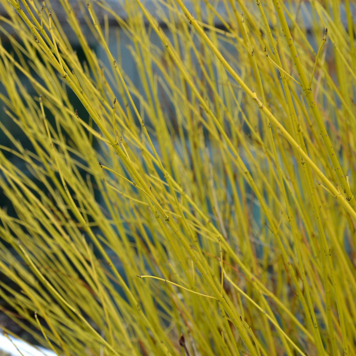 Cornus sericea &#39;Flaviramea&#39; - Golden Twig Dogwood 3L