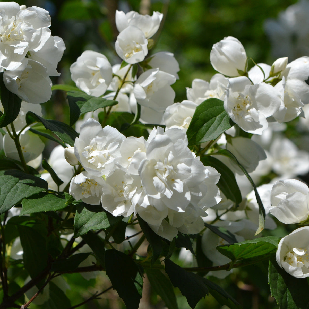 Fragrant white flowers of Philadelphus &#39;manteau d&#39;Hermine&#39; 1L / 2L bloom among green leaves, creating a charming display against a soft, outdoor backdrop.