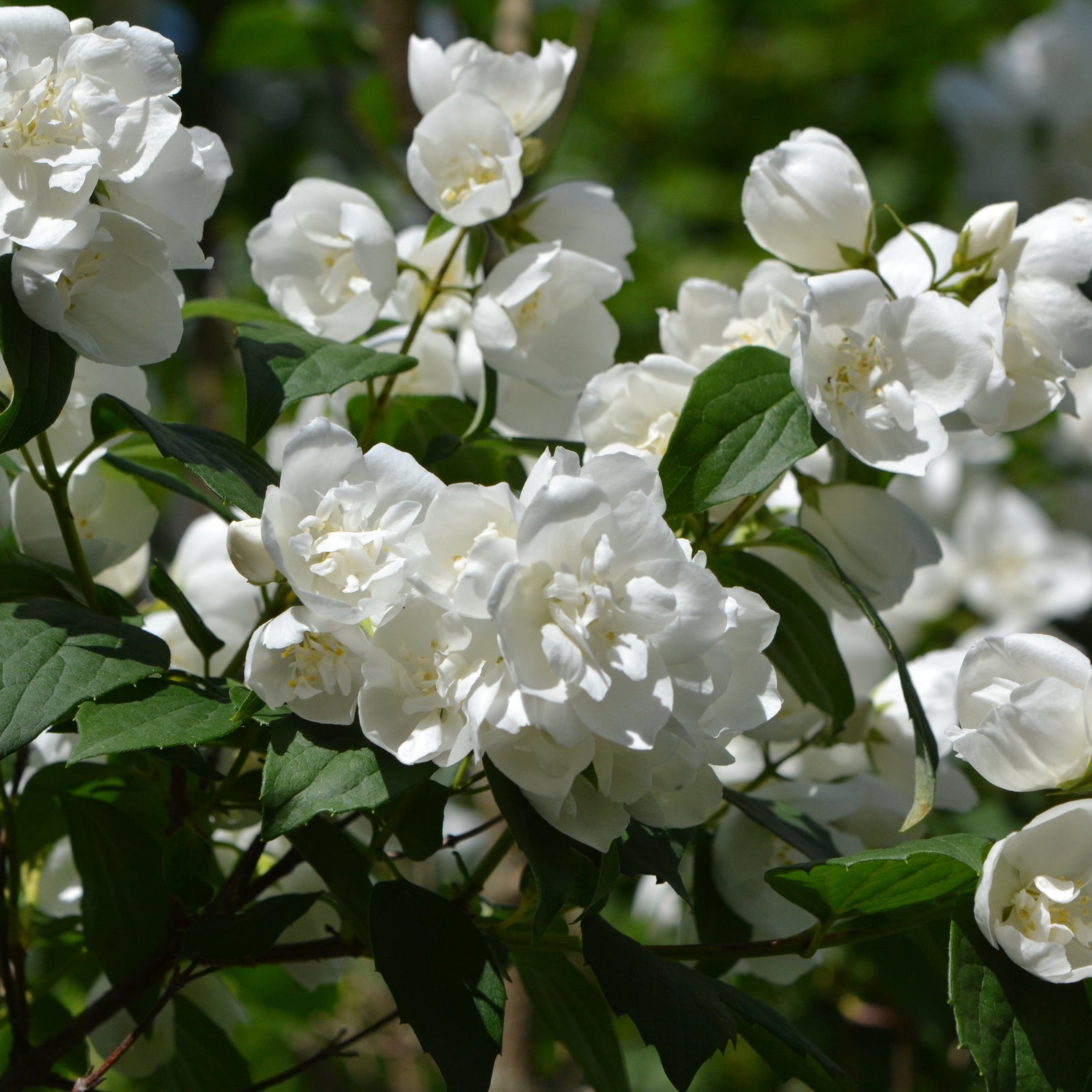 Fragrant white flowers of Philadelphus 'manteau d'Hermine' 1L / 2L bloom among green leaves, creating a charming display against a soft, outdoor backdrop.