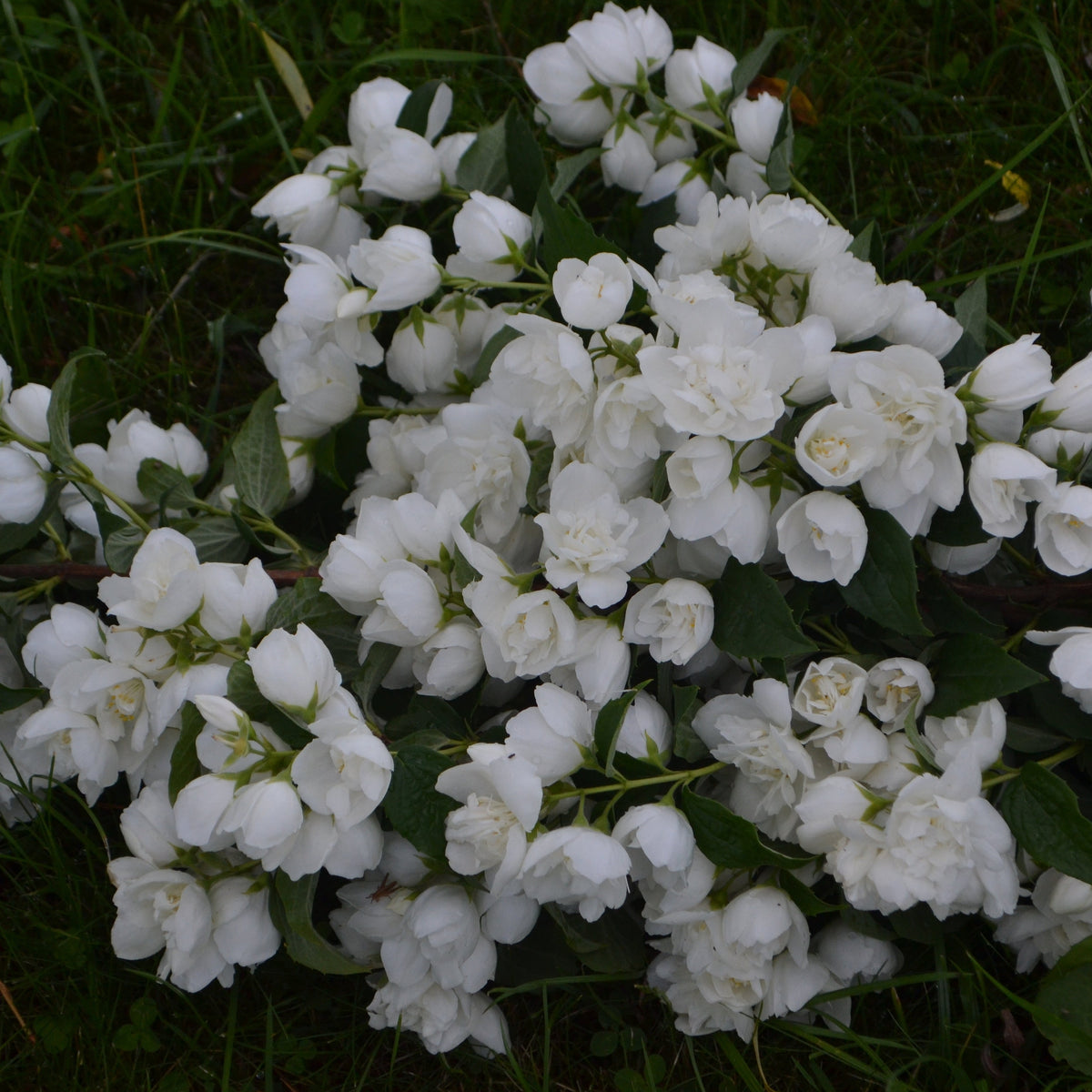 Philadelphus &#39;Minnesota Snowflake&#39; Mock Orange 3L