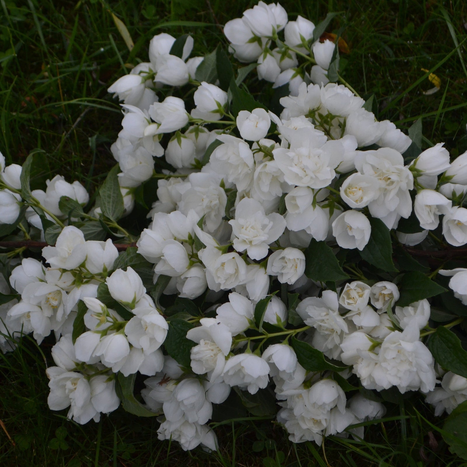 Philadelphus 'Minnesota Snowflake' Mock Orange 3L