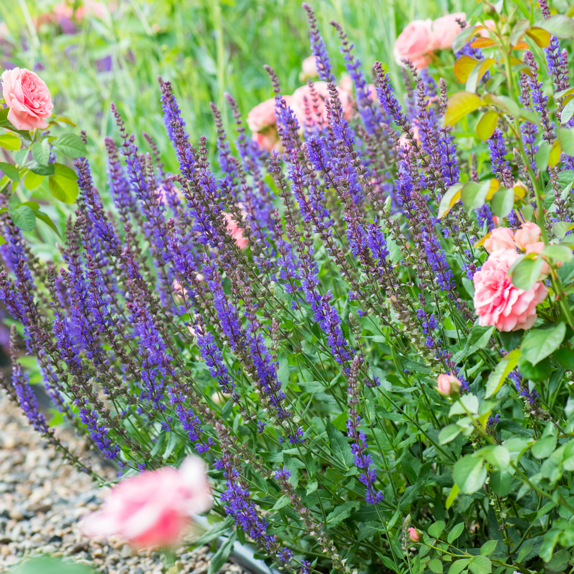 Low Maintenance Perennials Ready-made Border