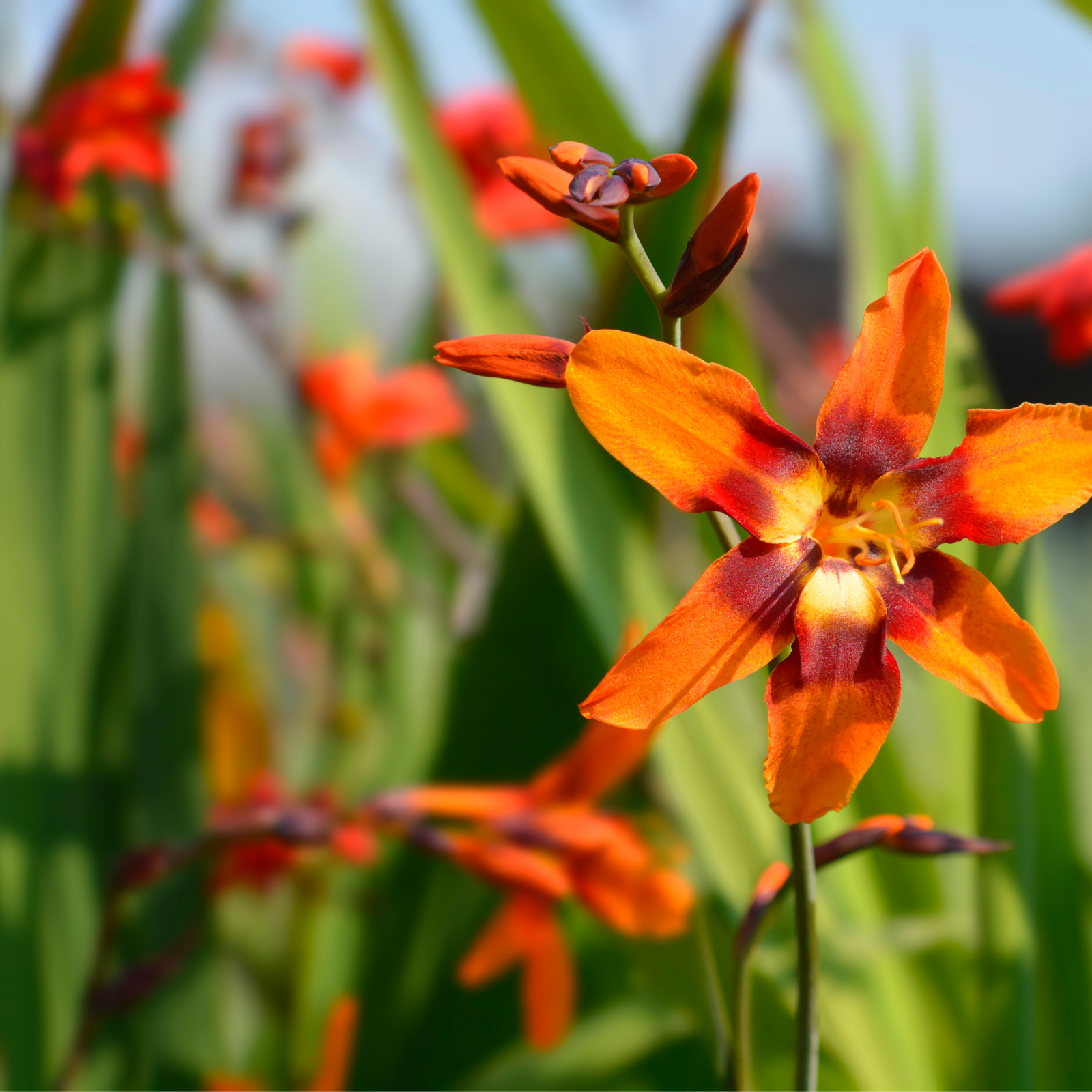 Close-up of bright fiery orange flowers with a mahogany throat, possibly Crocosmia, in natural lighting.