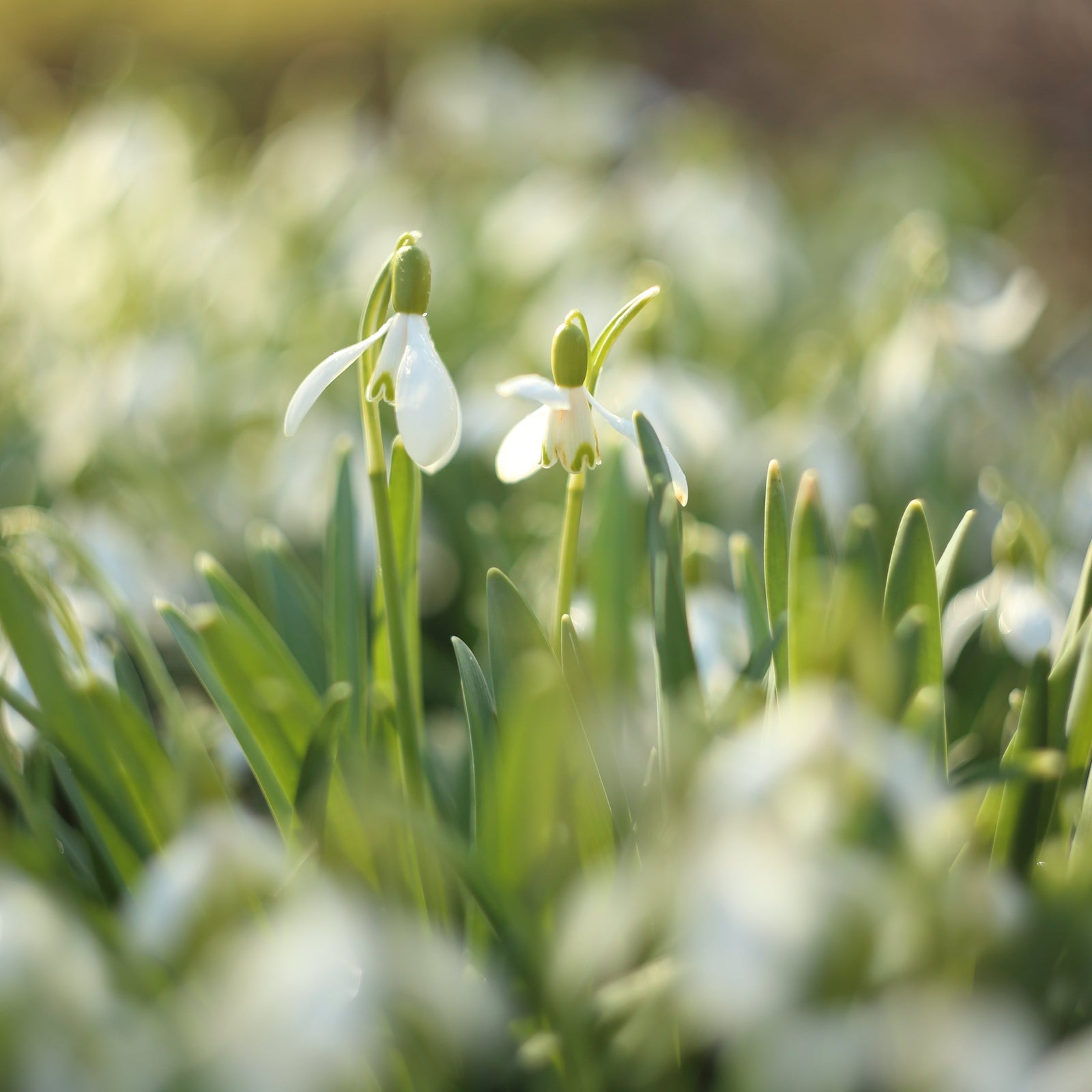 Snowdrops (8 Bulbs) pack with photos of snowdrop flowers and a smiling child in a colorful hat and scarf. Includes gardening and pollinator-friendly icons. Great for adding fragrance to your garden.
