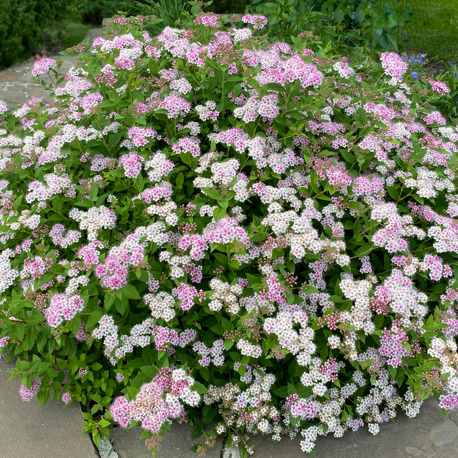 Spiraea japonica 'Little Princess' (9cm / 2L) offers dense green foliage and clusters of pink blooms, making it a low-maintenance, beautiful addition to any garden, especially beside stone pathways.