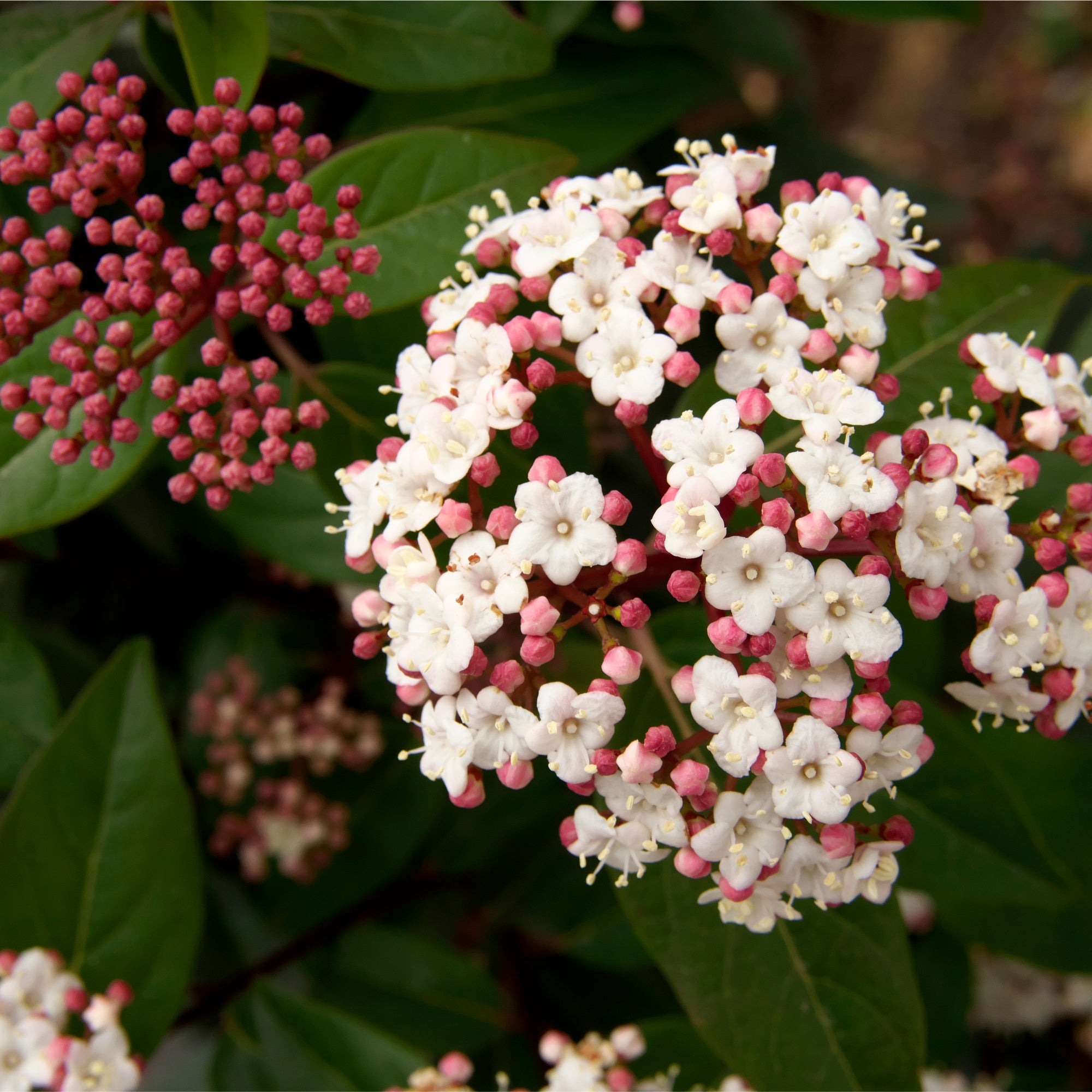 Viburnum tinus Eve Price 1L