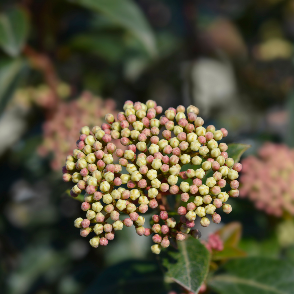 Viburnum tinus &#39;Eve Price&#39; 9cm-7.5L