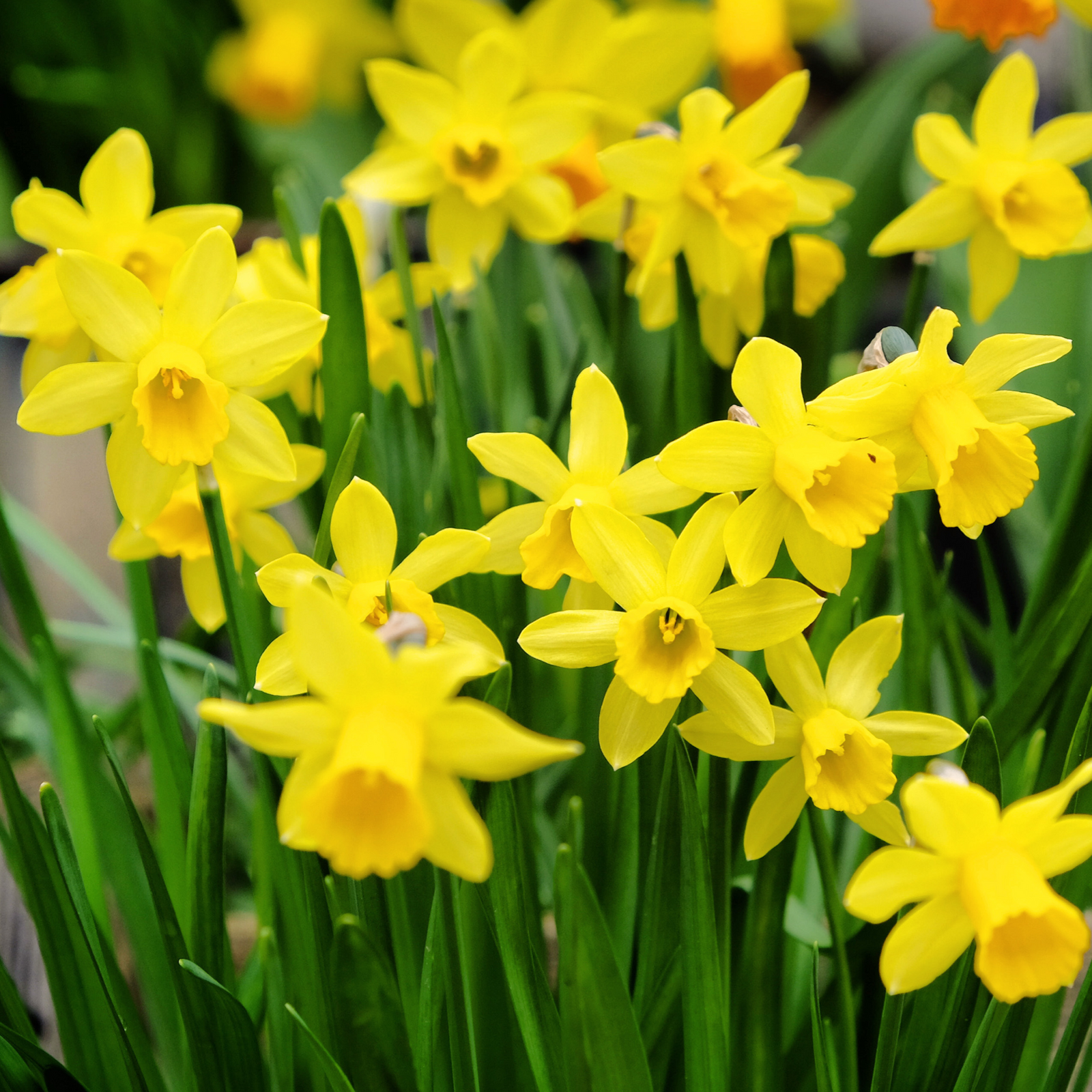 A man in a gray t-shirt smiles while holding a 9cm pot of Tete a Tete Daffodil Bulbs. Next to him is a tray with more of the bulbs in pots. They stand by a corrugated metal wall with a wooden beam above.