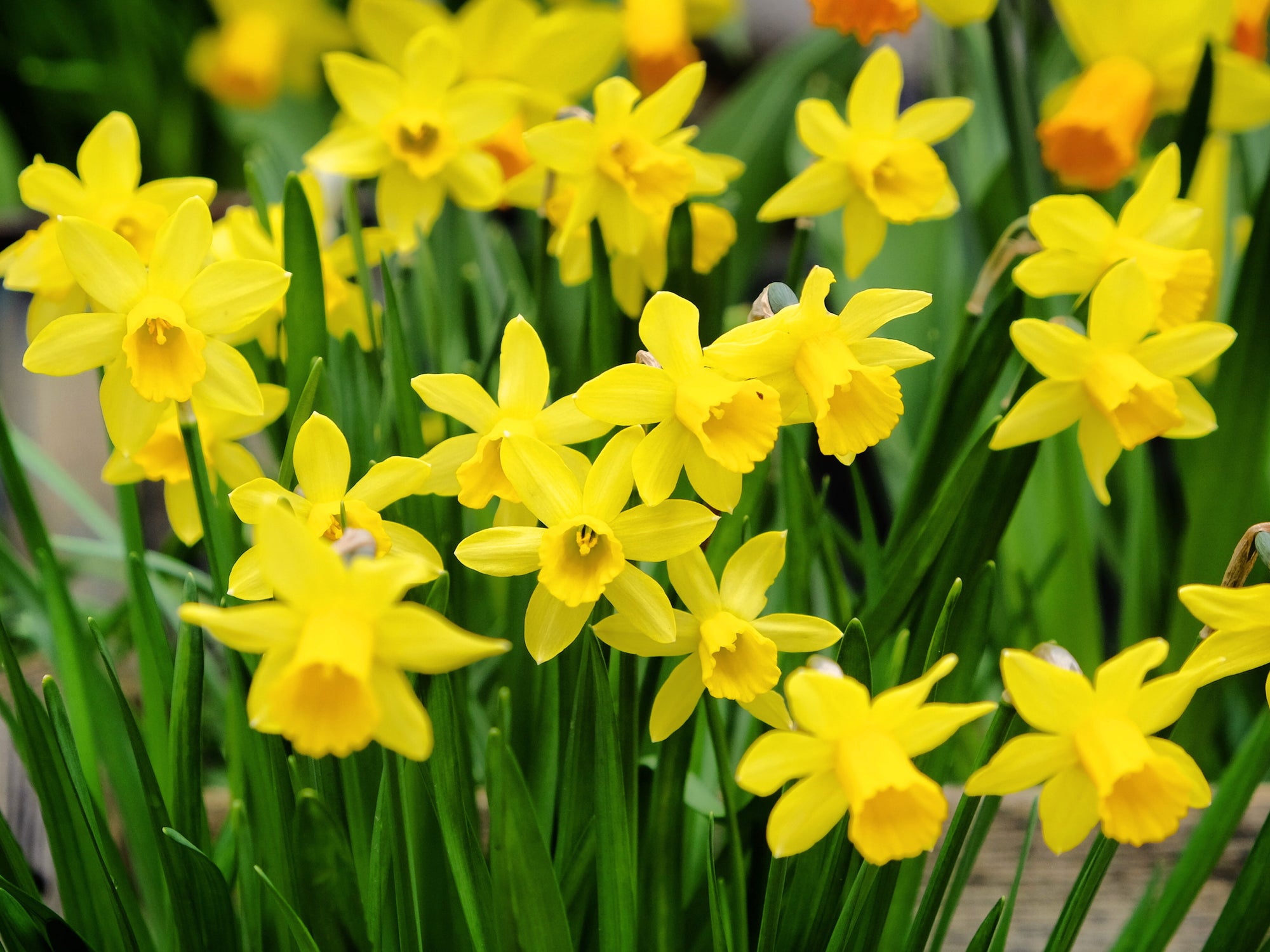 Narcissus 'Tête-à-tête' - Dwarf Scented Daffodil (8/18 Bulbs)