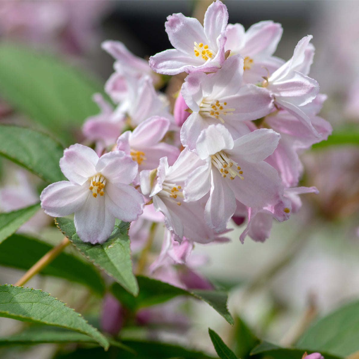 A close-up of delicate light pink flowers with yellow centers on the Deutzia &#39;Mont Rose&#39; 1L / 2L, surrounded by green leaves. A softly blurred background highlights the blooms in the foreground, showcasing this elegant shrub.
