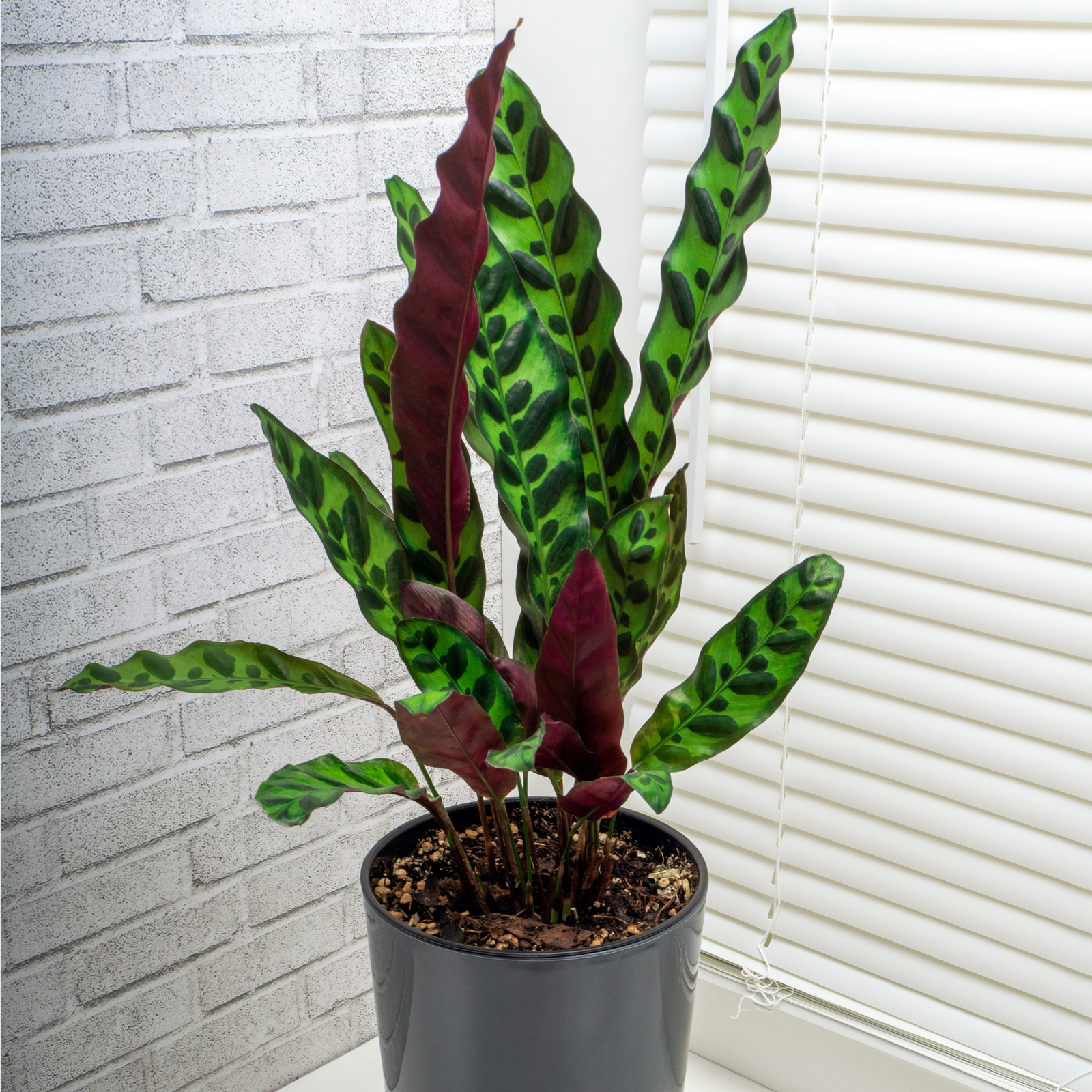 A Calathea lancifolia 50cm with striking wavy green leaves, dark spots, and purple undersides sits on a white windowsill near closed blinds and a light gray brick wall, adding natural air-purifying beauty to the space.