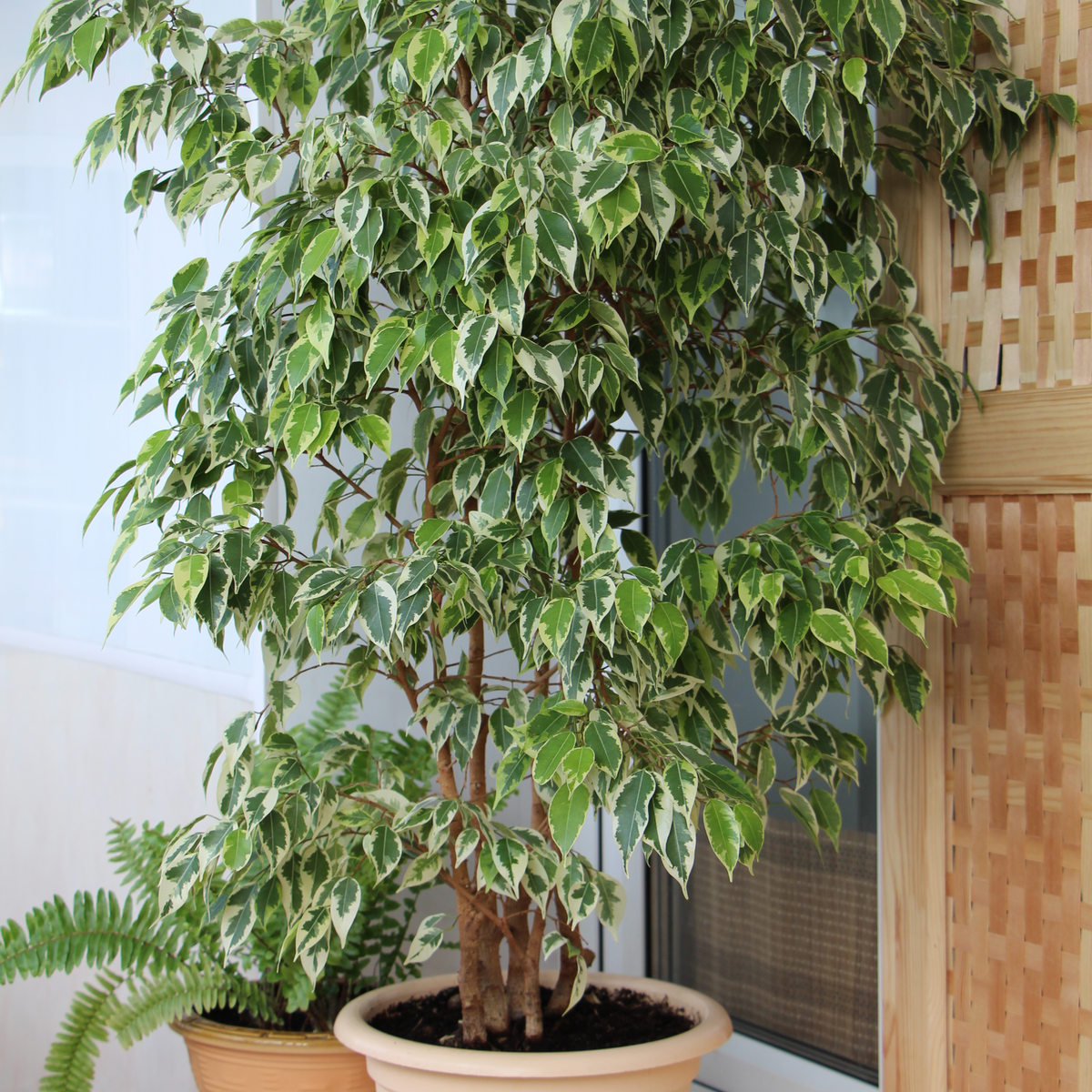 A Ficus Benjamina variegated (Weeping Fig) 50-60cm with glossy green and white leaves stands beside a potted fern, both placed indoors near a window against a wooden lattice wall.