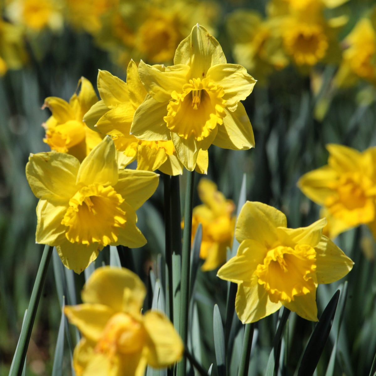 Daffodil &#39;Dutch Master&#39; (6  Bulbs)