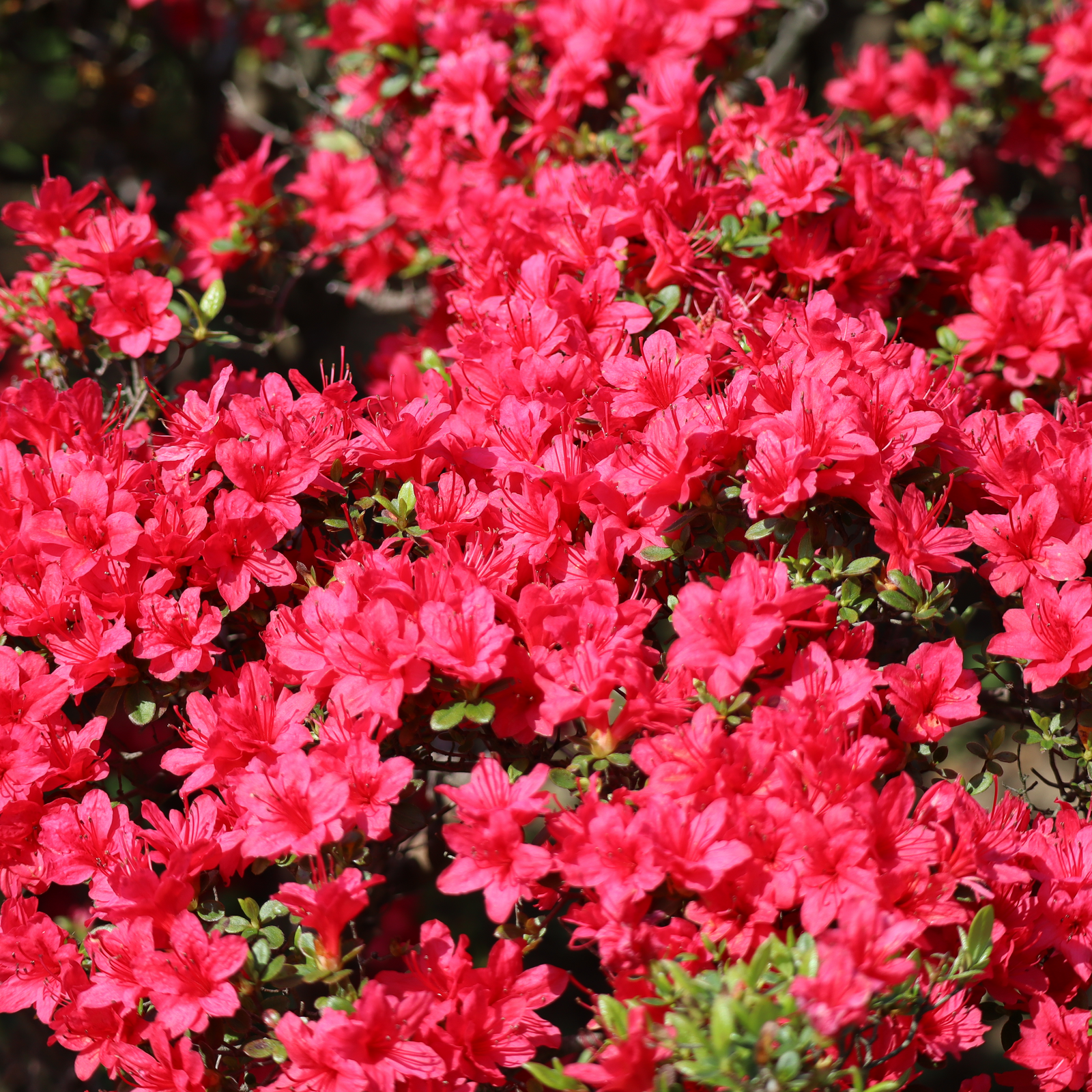 Azalea Hino Crimson 1.5L features vibrant clusters of bright pink flowers in full bloom, set against lush green leaves—an evergreen shrub perfect for eye-catching garden displays with densely packed, colorful blossoms.