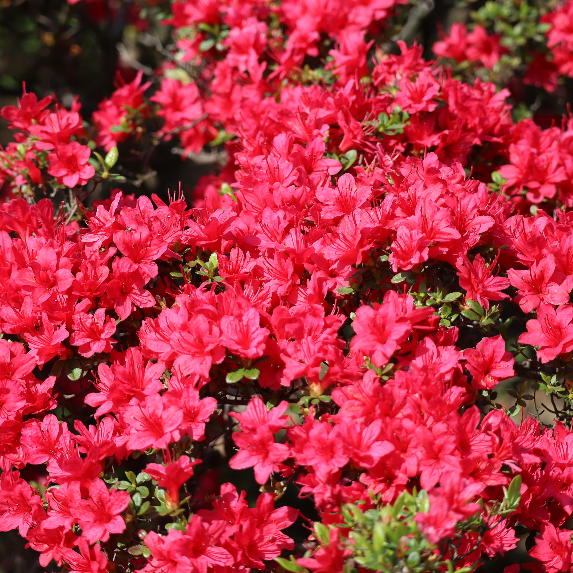 Azalea Hino Crimson 2L