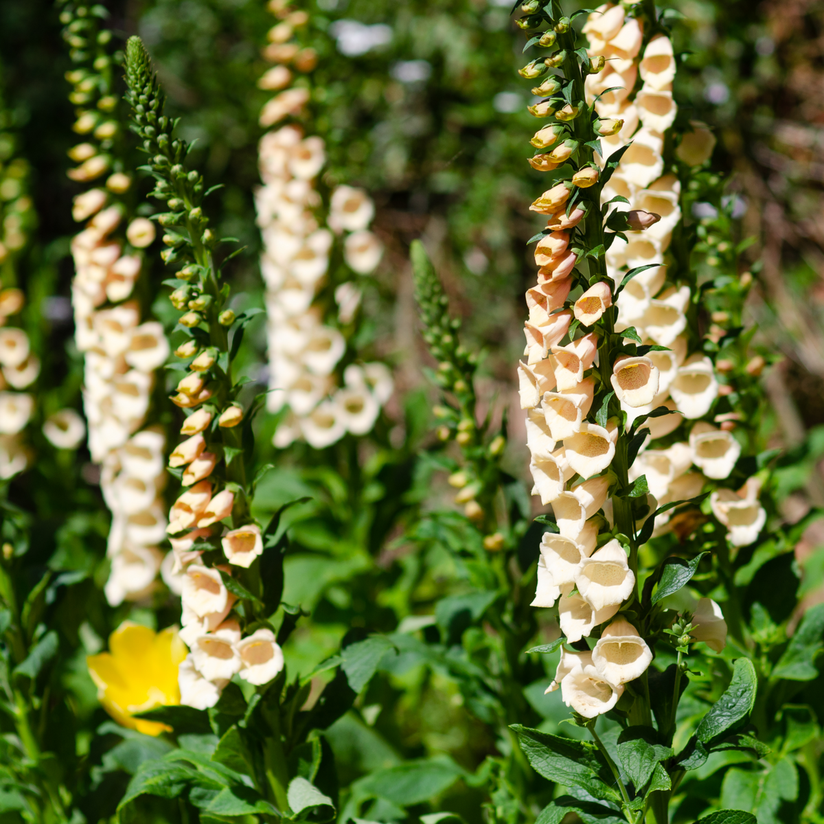 Digitalis purpurea &#39;Dalmatian Peach&#39; (Foxglove) 9cm/3L