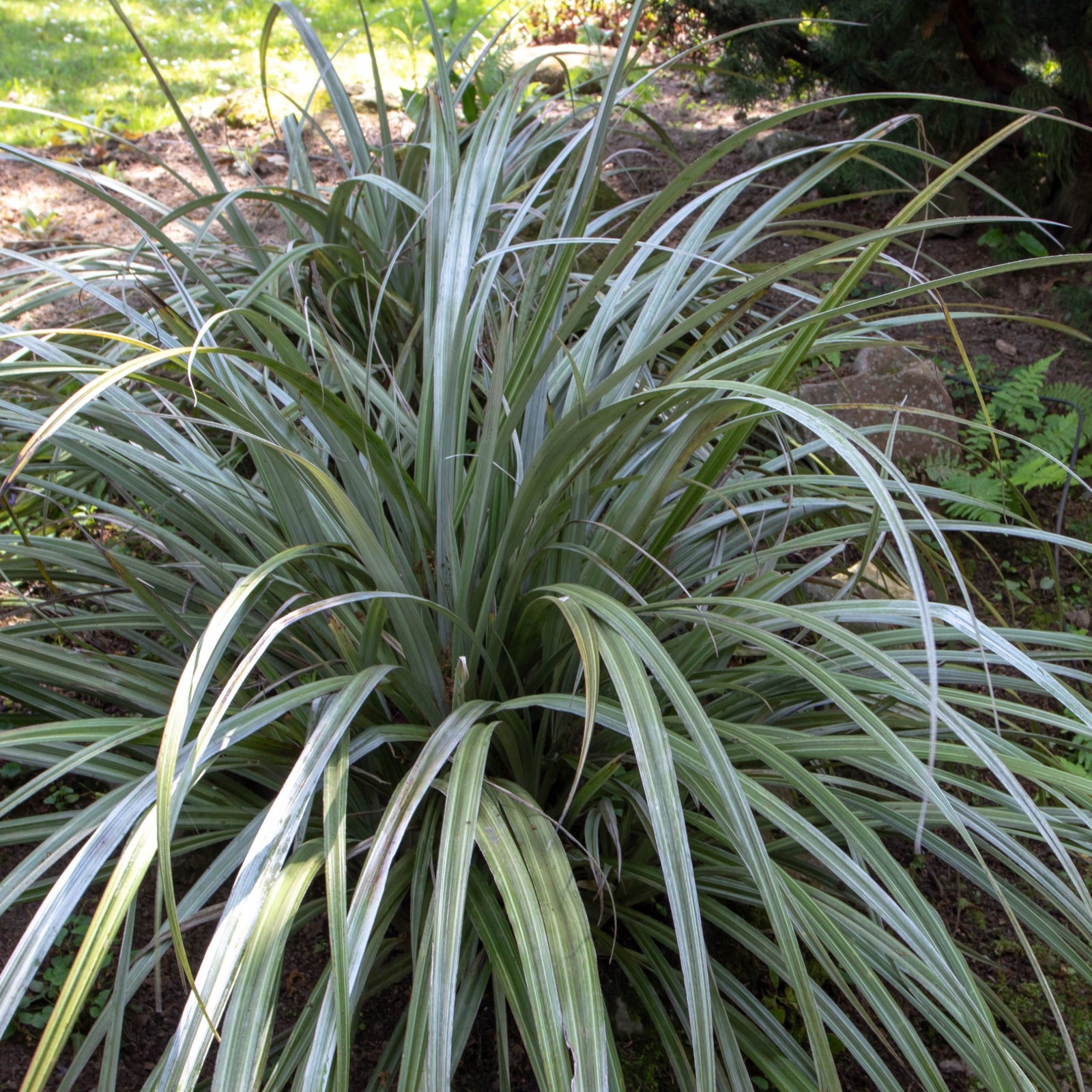 Astelia Chathamica Silver Spear 3L thrives in soil, bringing striking structure and visual interest to your landscape.