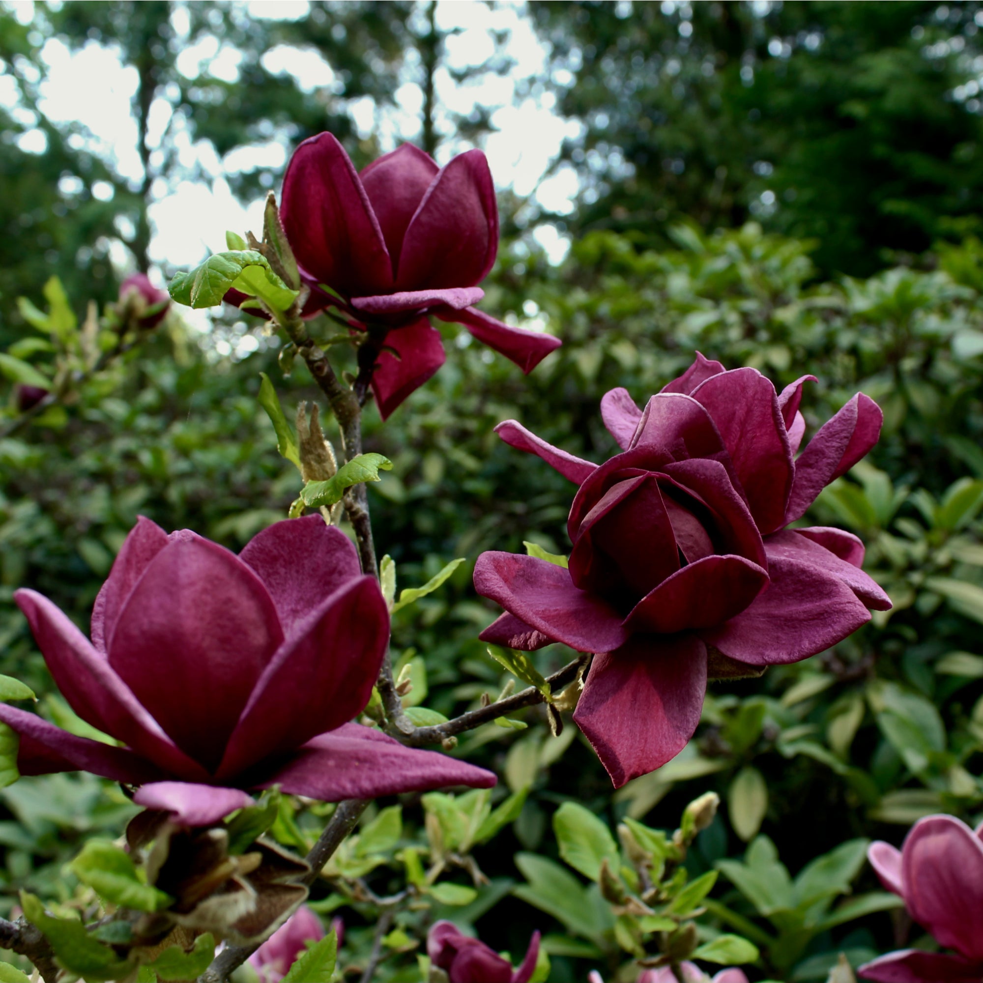 Magnolia 'Genie' 4L