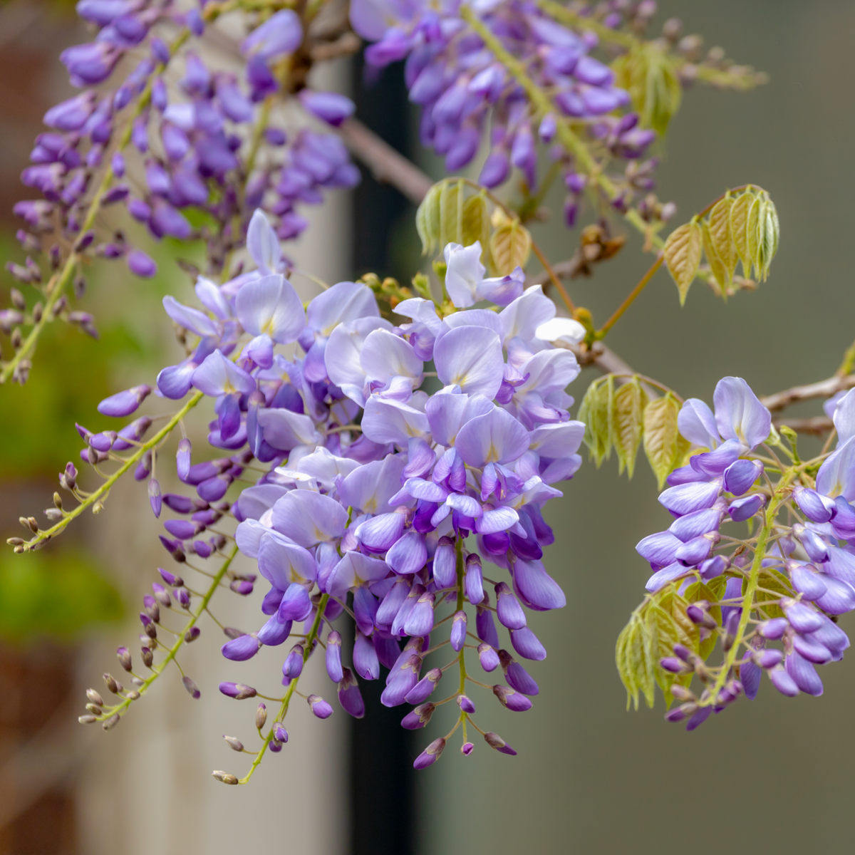 Wisteria sinensis on Frame &#39;Amethyst Falls&#39; displays purple and lavender blooms with a sweet fragrance, set among light green leaves. This hardy climber will flower this summer, adding vibrant beauty to your space.