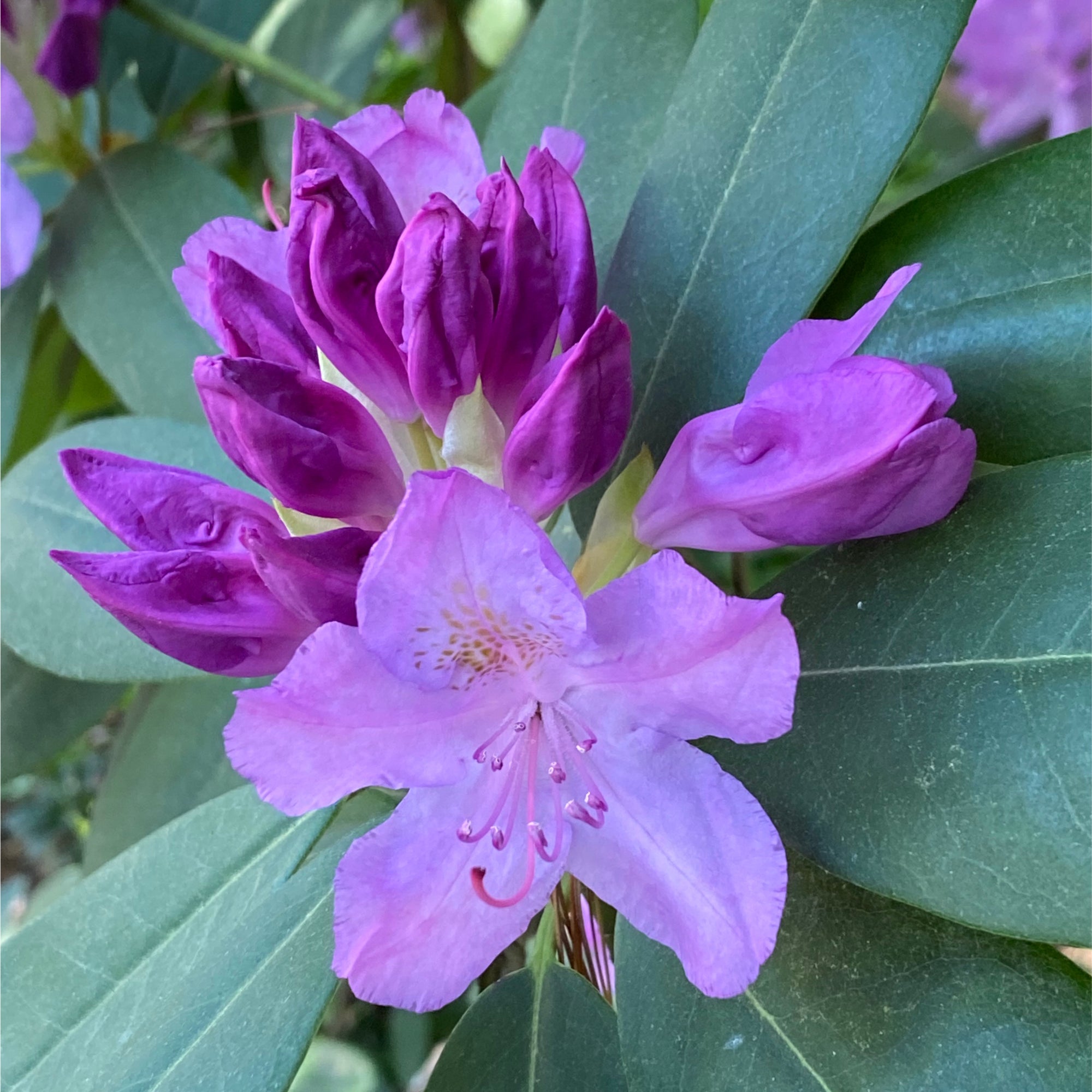 Dwarf Rhododendron 'Snipe' 2L