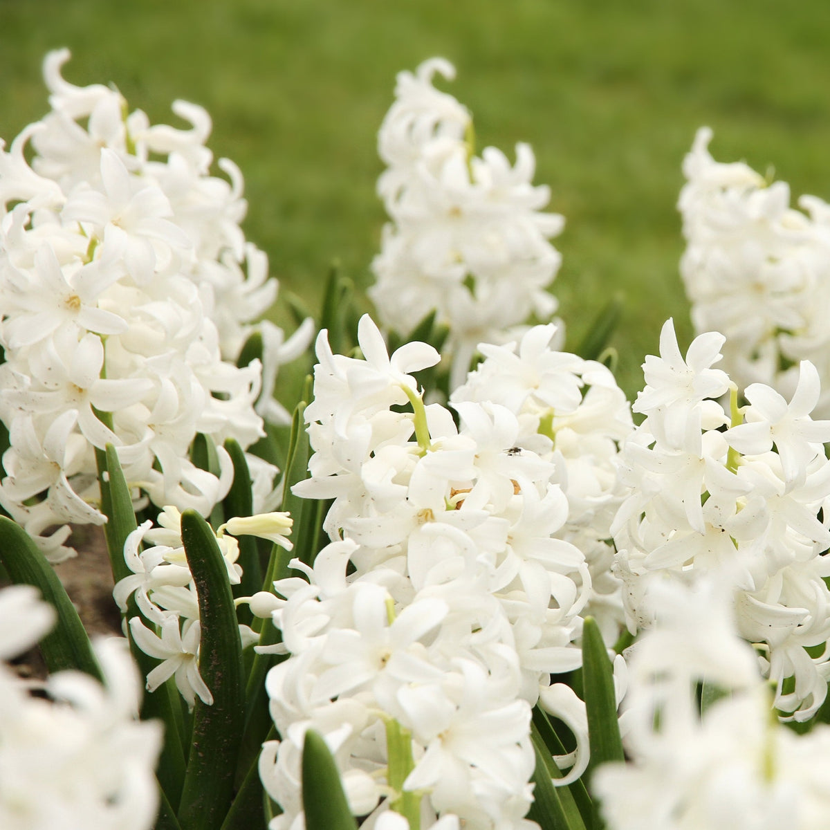 A cluster of Hyacinth Mixed (3 Bulbs) blooms beautifully in the garden, with green leaves and a soft, blurred grassy background.