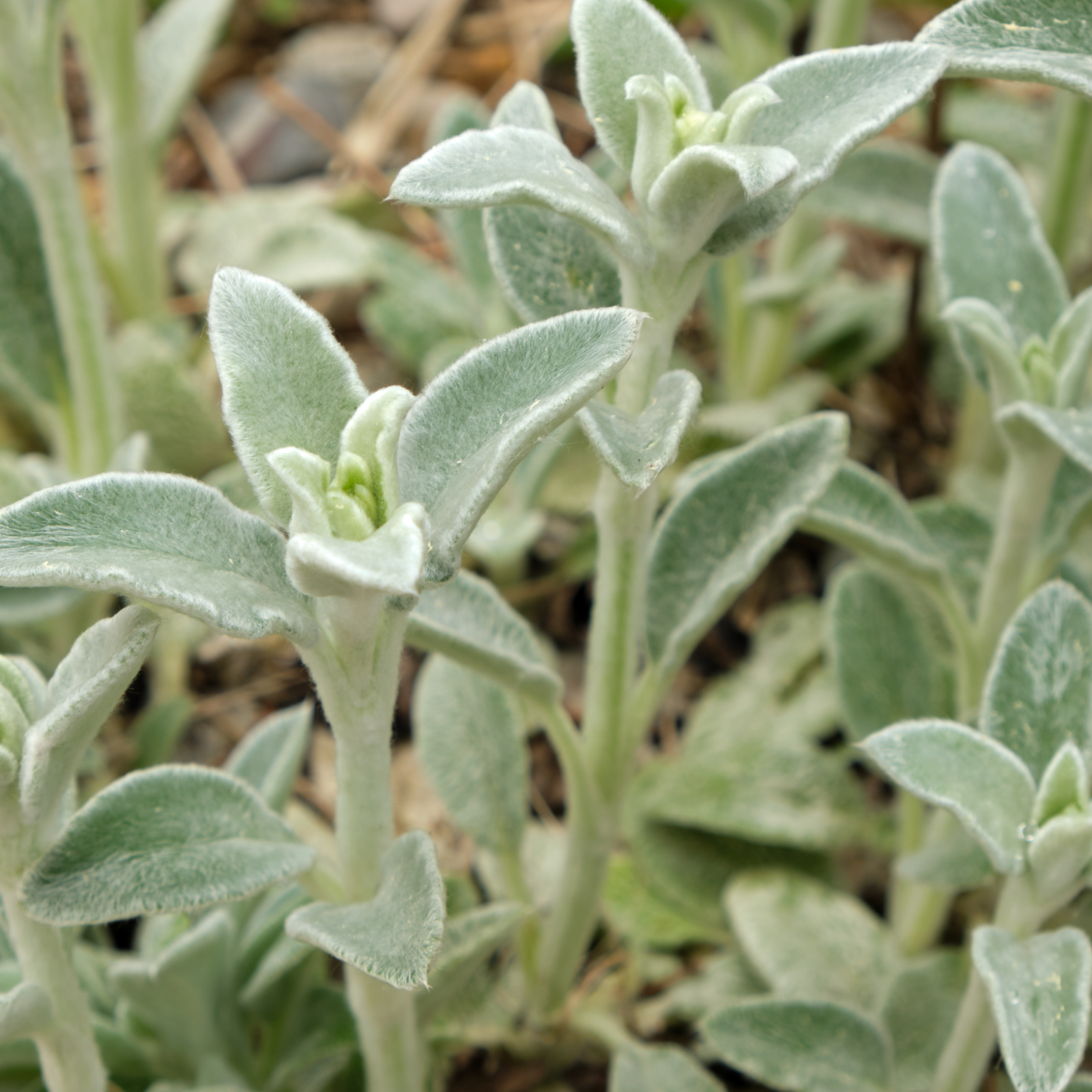 Close-up of green, fuzzy, oval-shaped leaves of Stachy Silver Carpet 2L, a drought tolerant plant with soft, velvety foliage, perfect as dense ground cover.