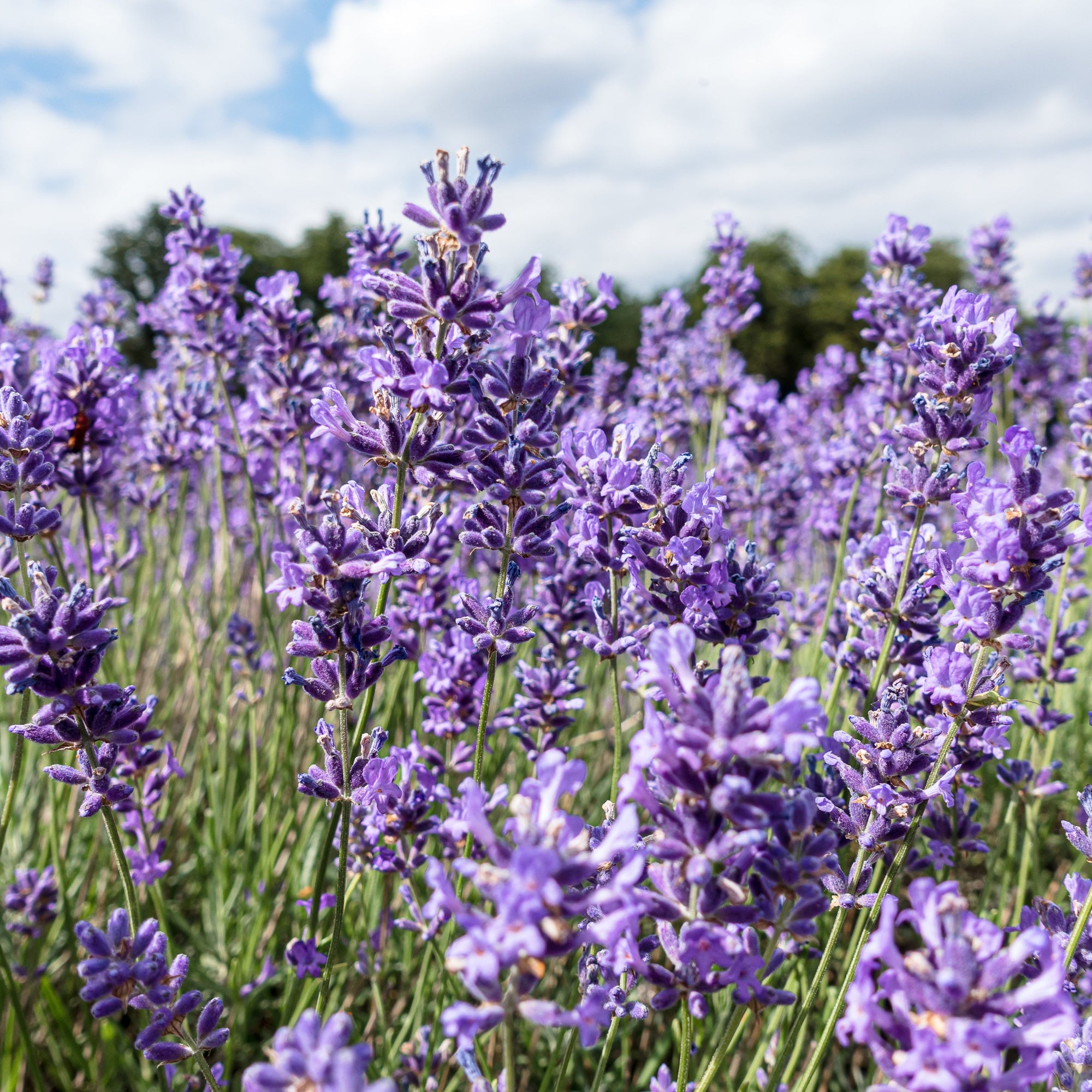 Lavender 'Hidcote' 2L